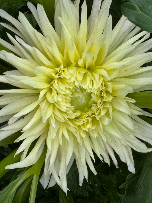 Just Suprised Dahlia