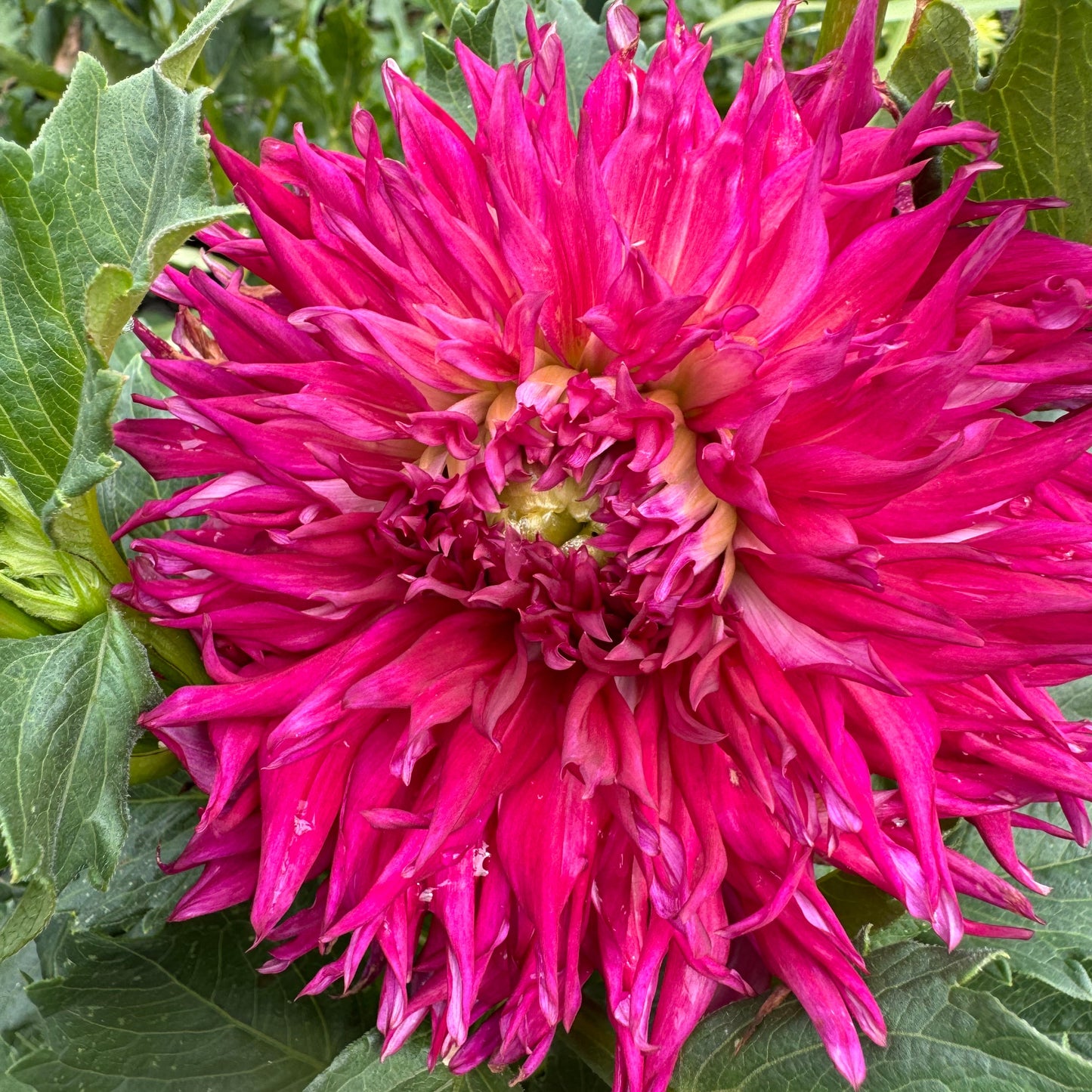 Bloomquist Fearless Dahlia