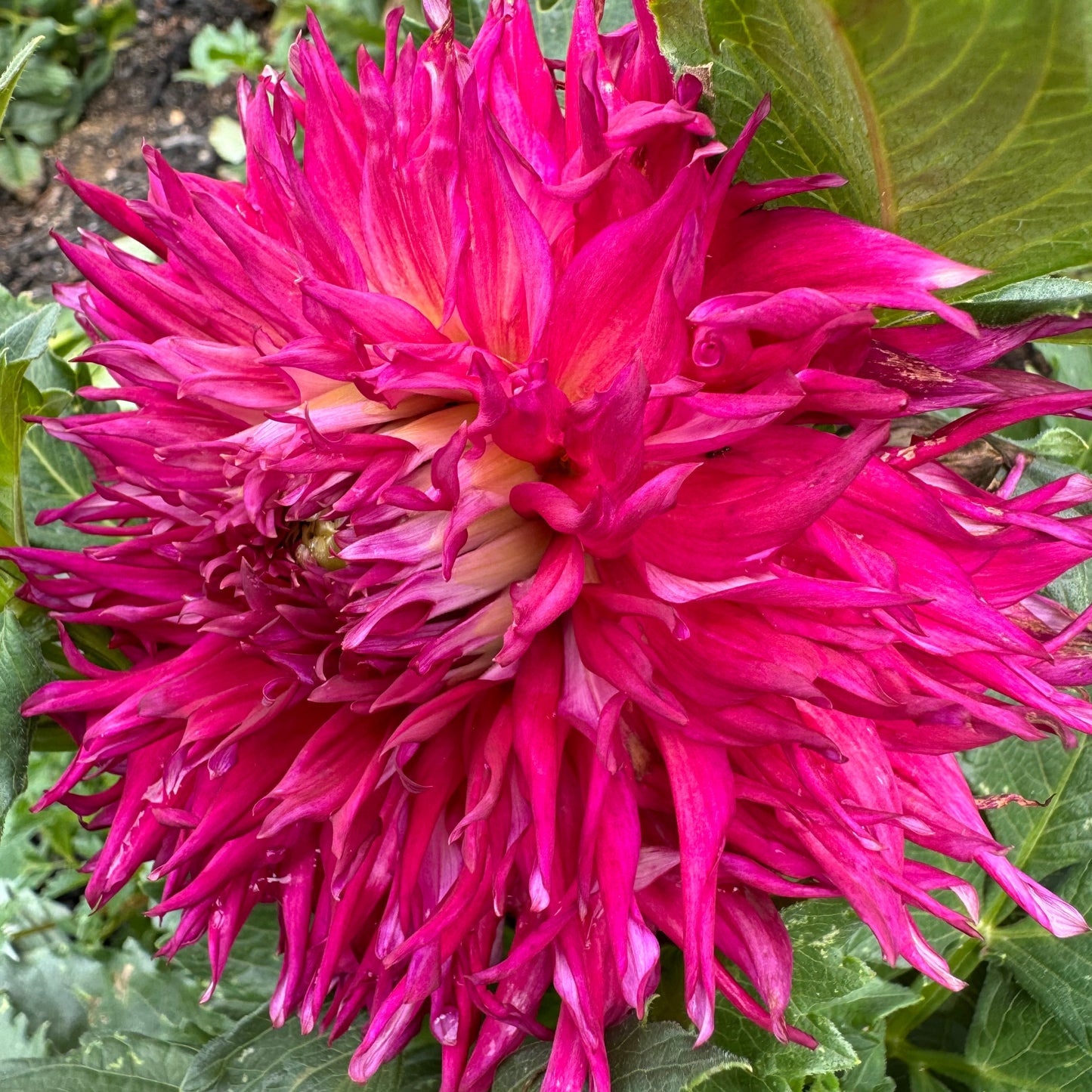 Bloomquist Fearless Dahlia