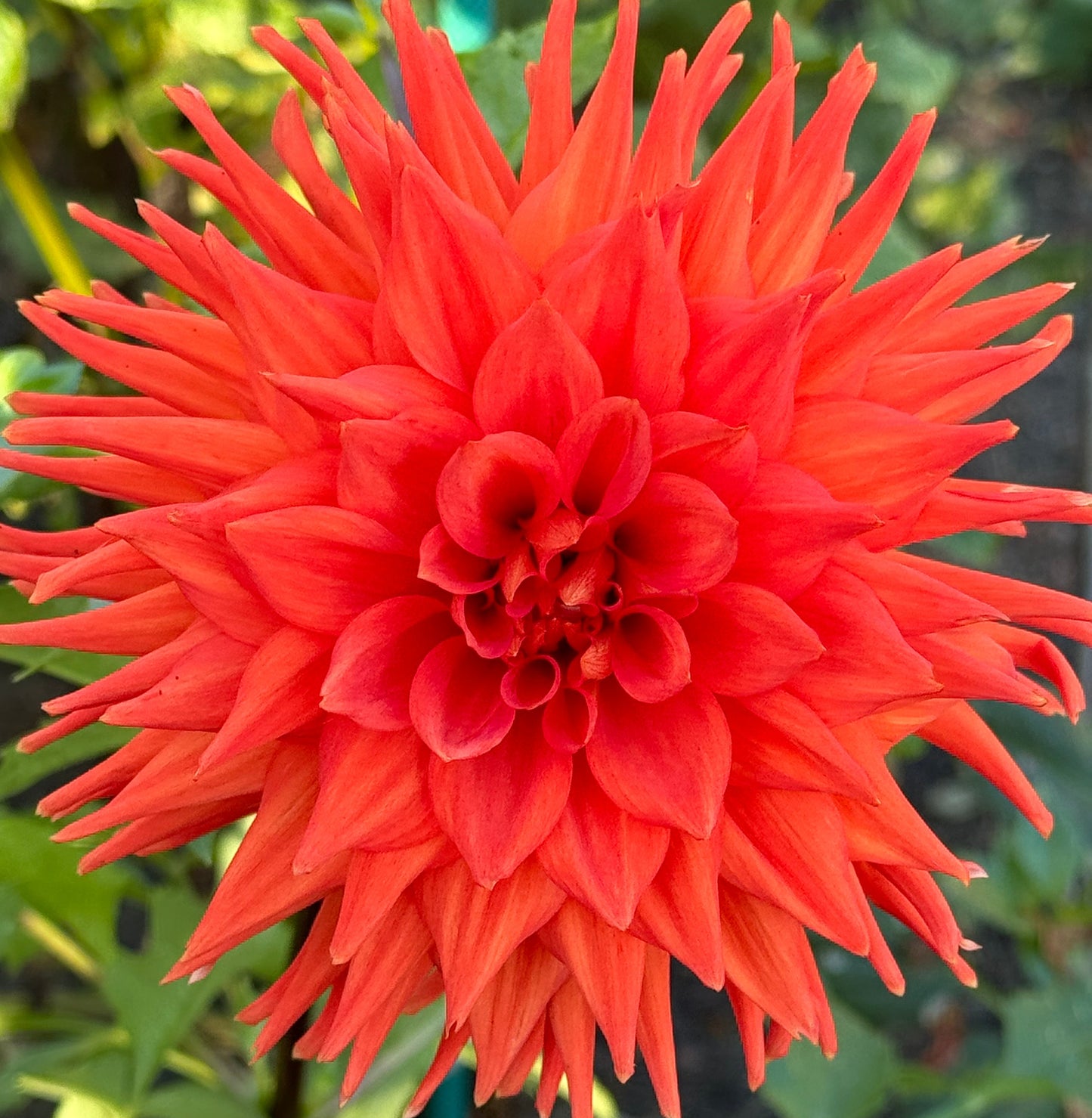 AC CJ Dahlia