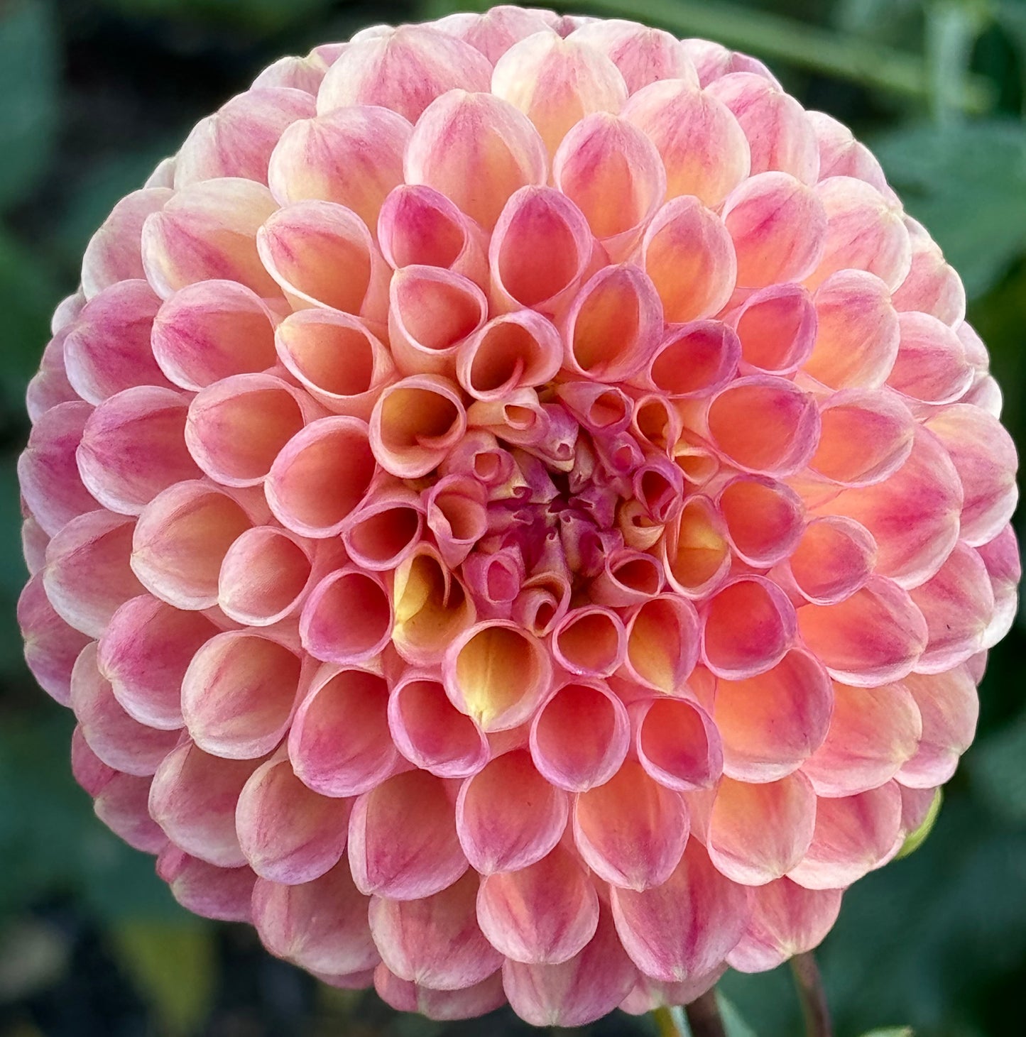 Sun Spot Dahlia