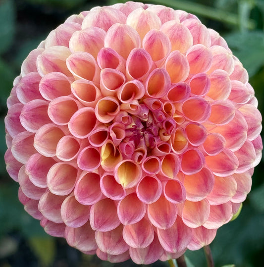 Sun Spot Dahlia