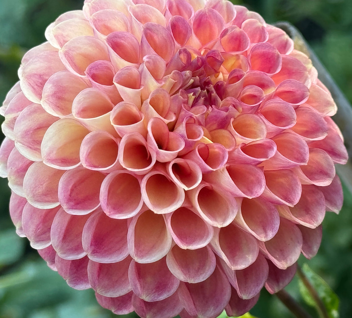 Sun Spot Dahlia