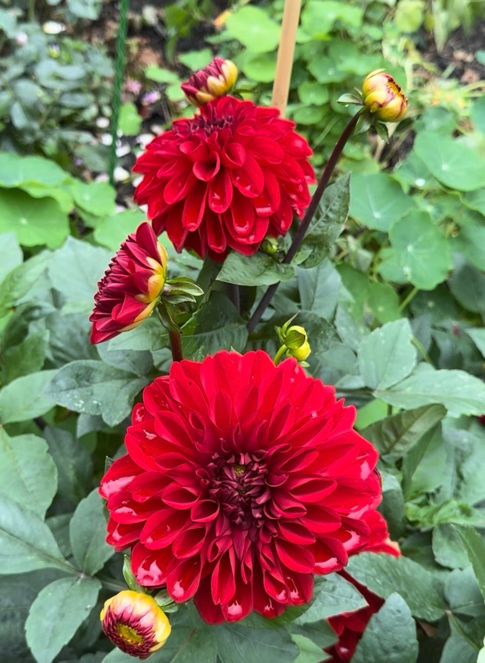 Michael M Dahlia