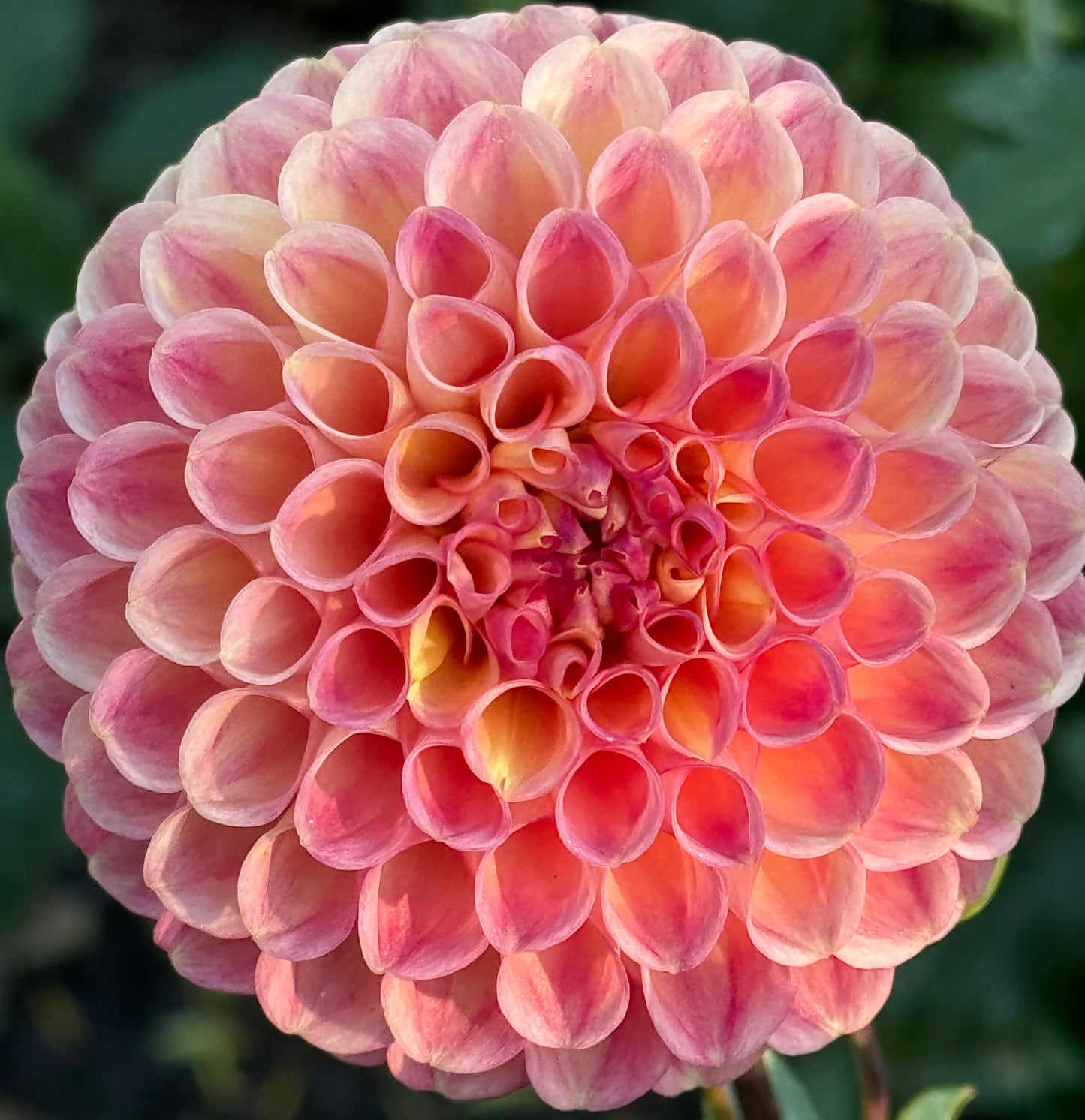 Sun Spot Dahlia