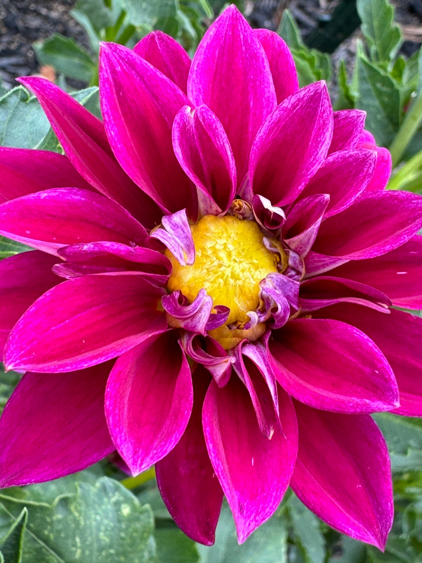 Little Purple Dahlia