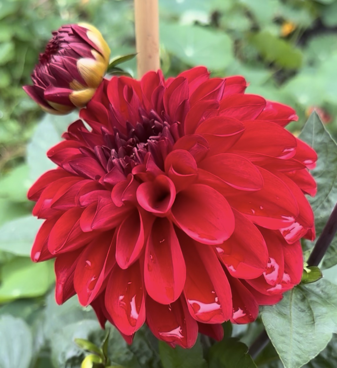 Michael M Dahlia