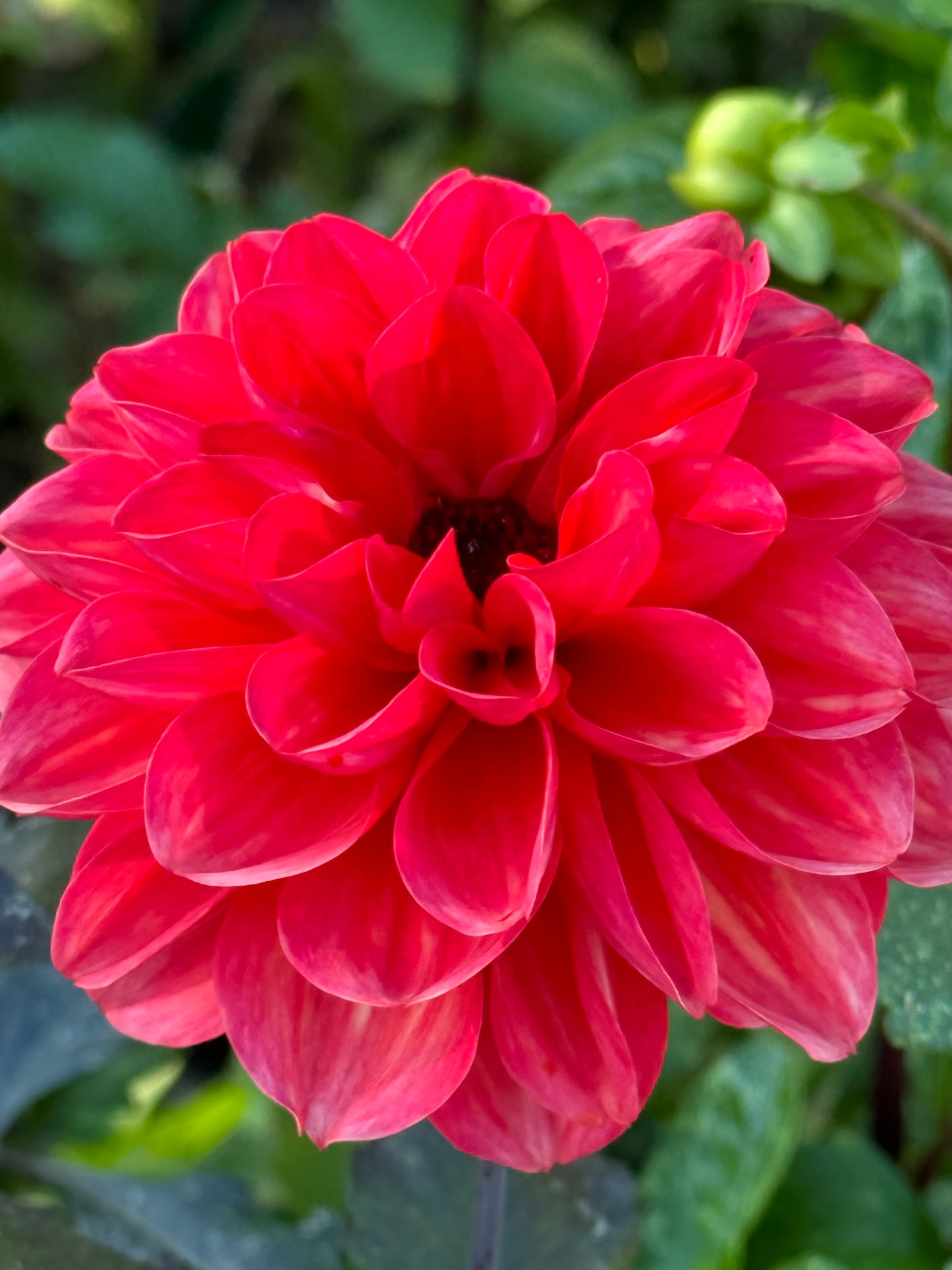 Smarty Pans Dahlia