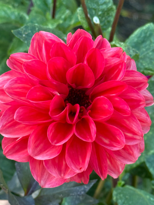 Smarty Pans Dahlia