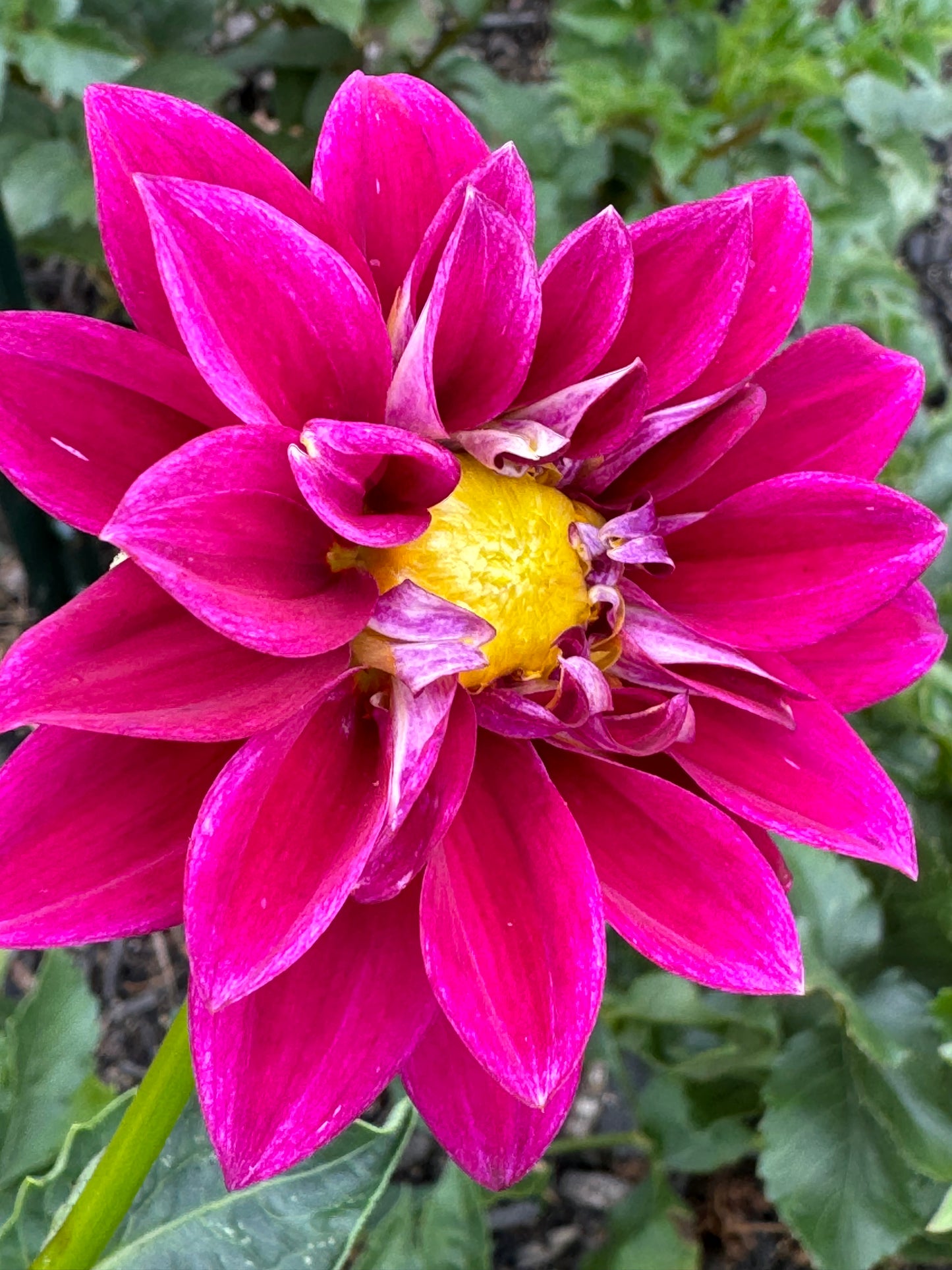 Little Purple Dahlia