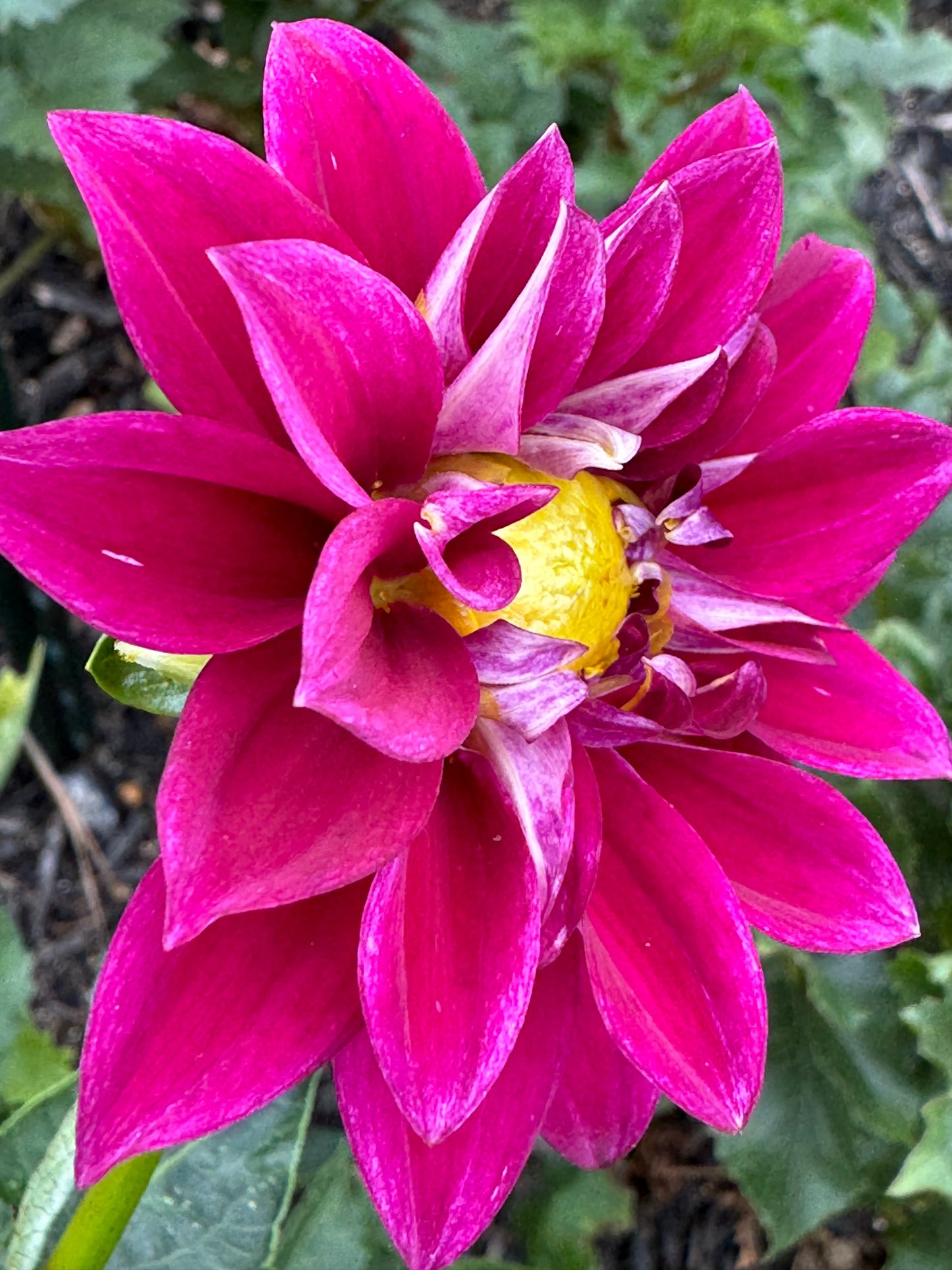 Little Purple Dahlia