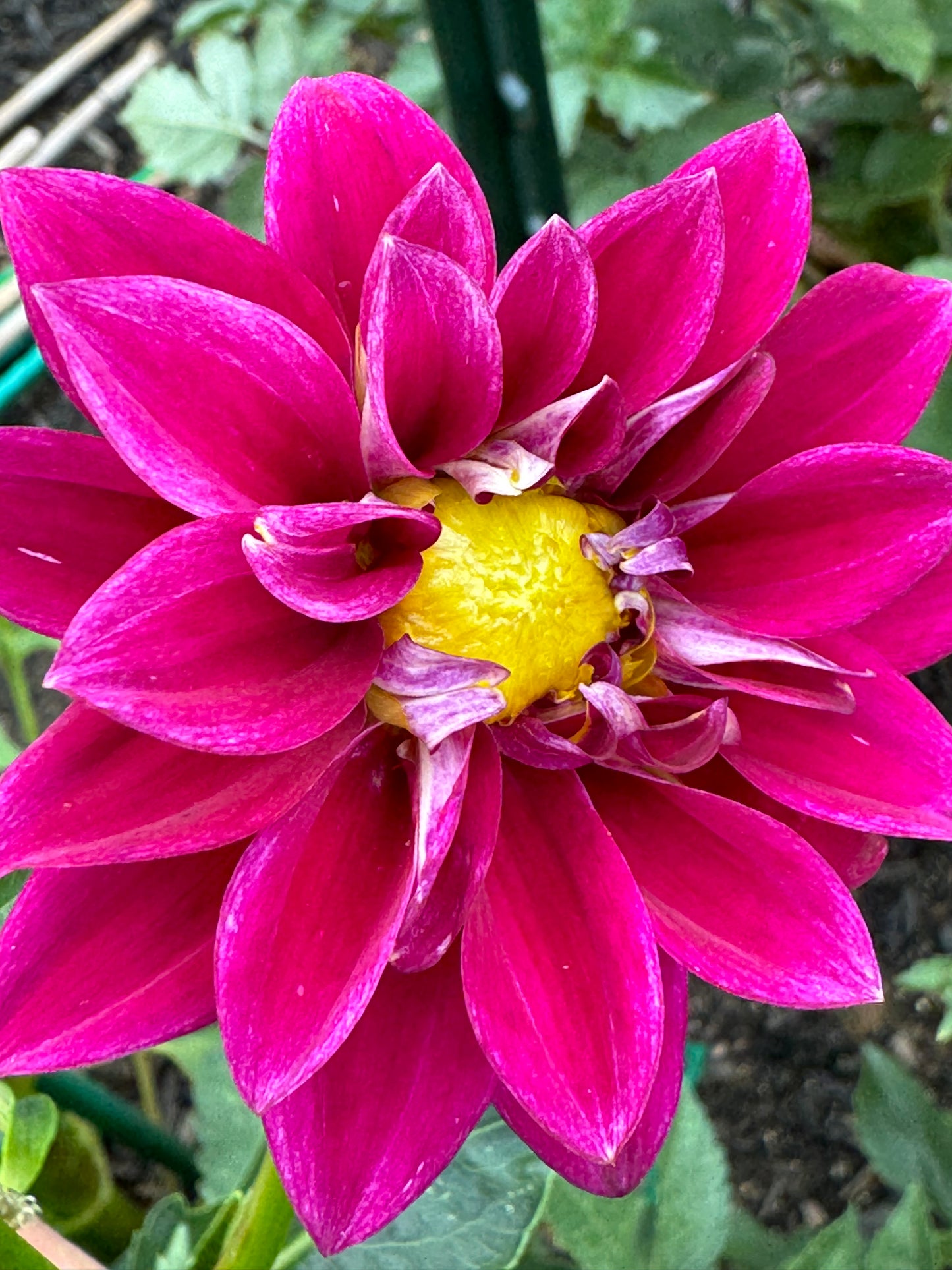 Little Purple Dahlia