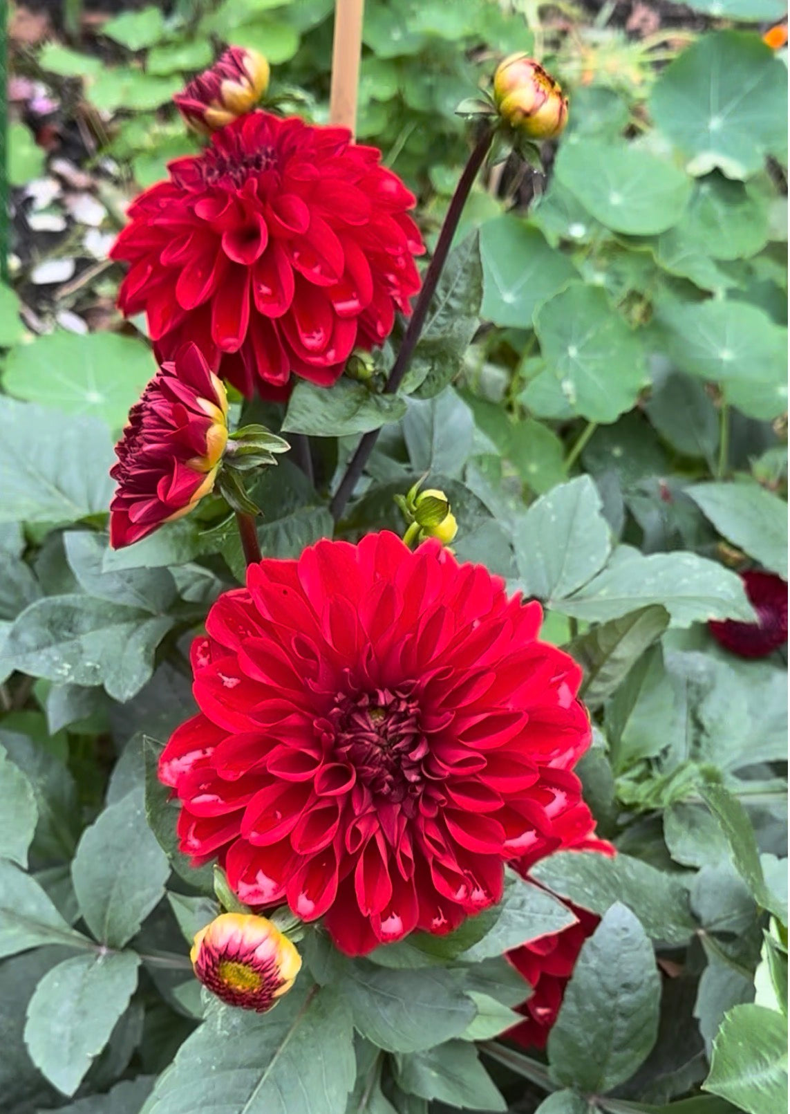 Michael M Dahlia
