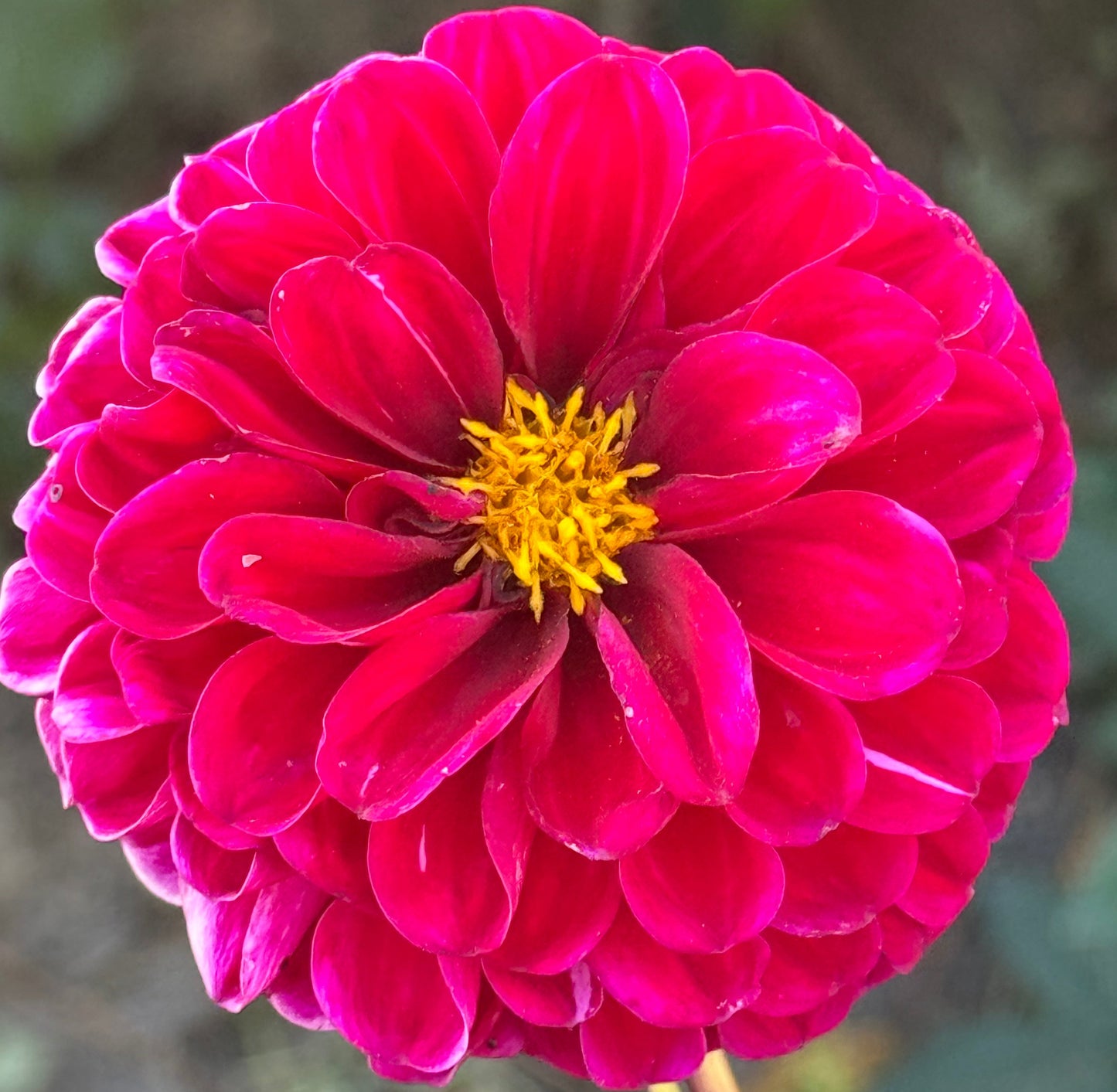 Jackie’s Devil Dahlia