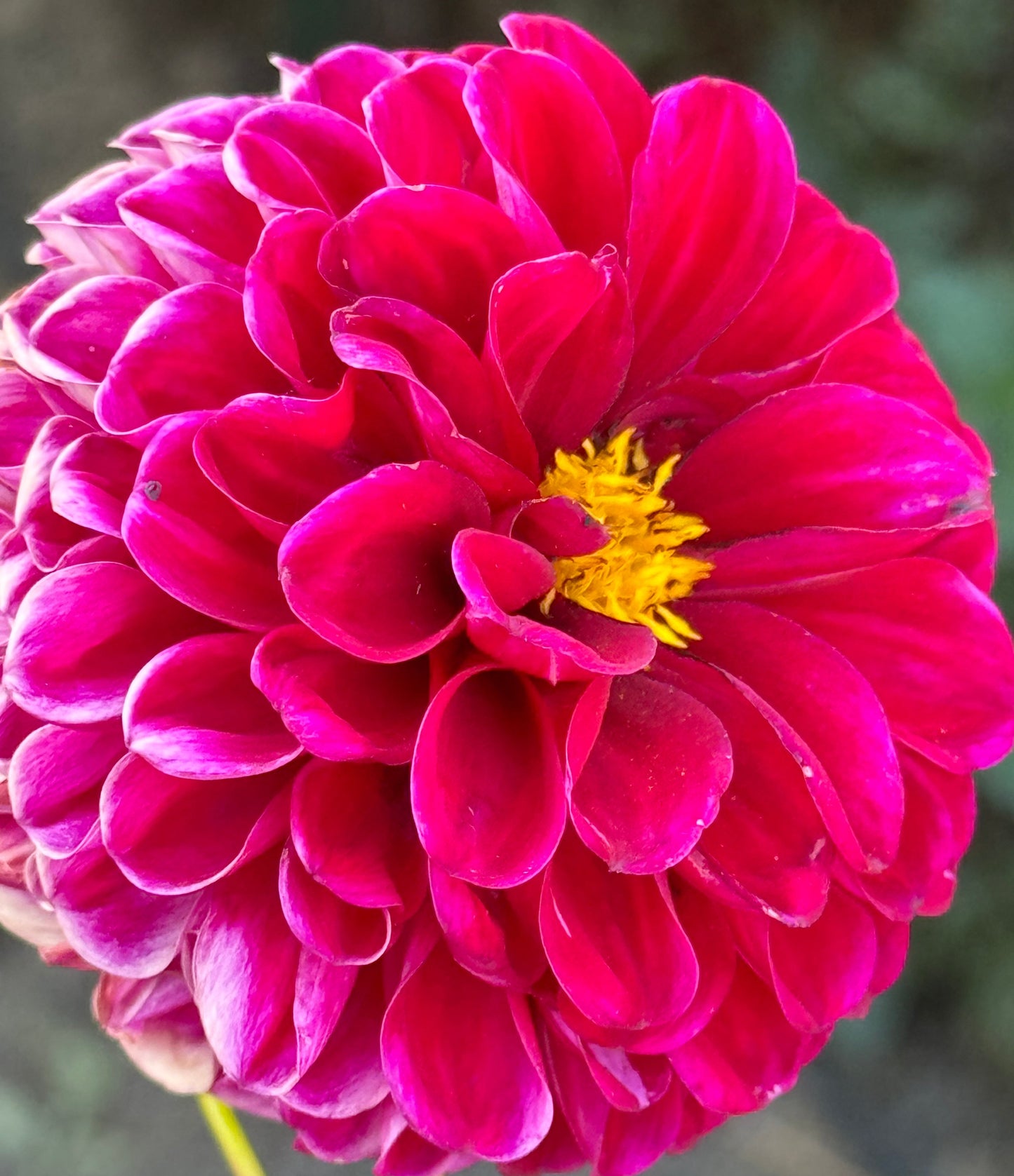 Jackie’s Devil Dahlia