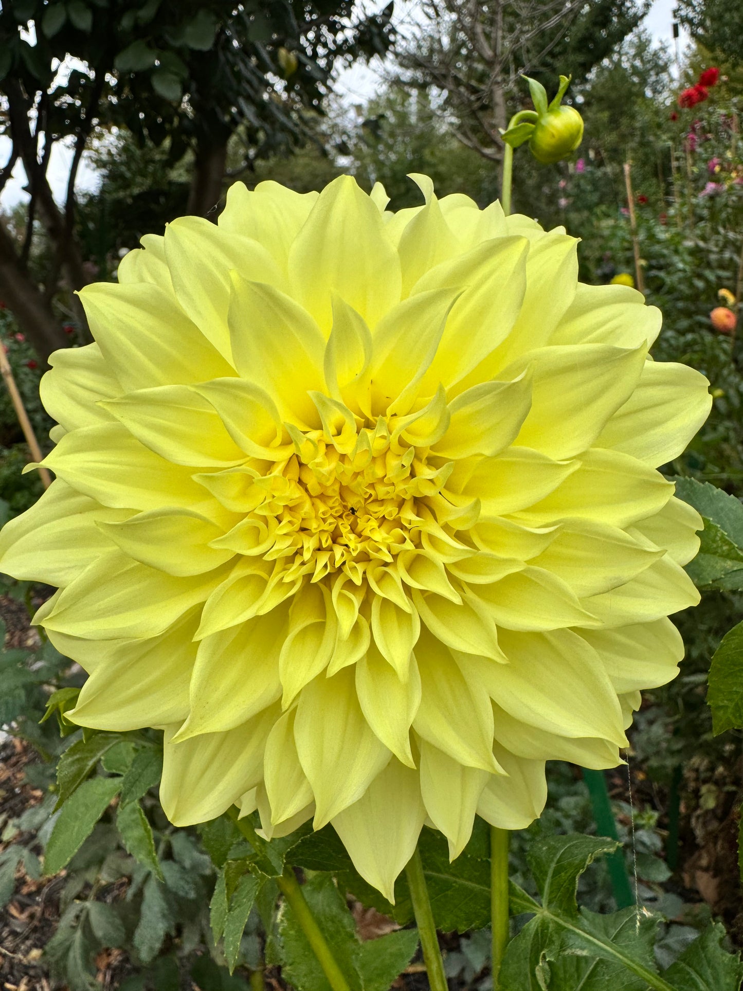 Edna C Dahlia