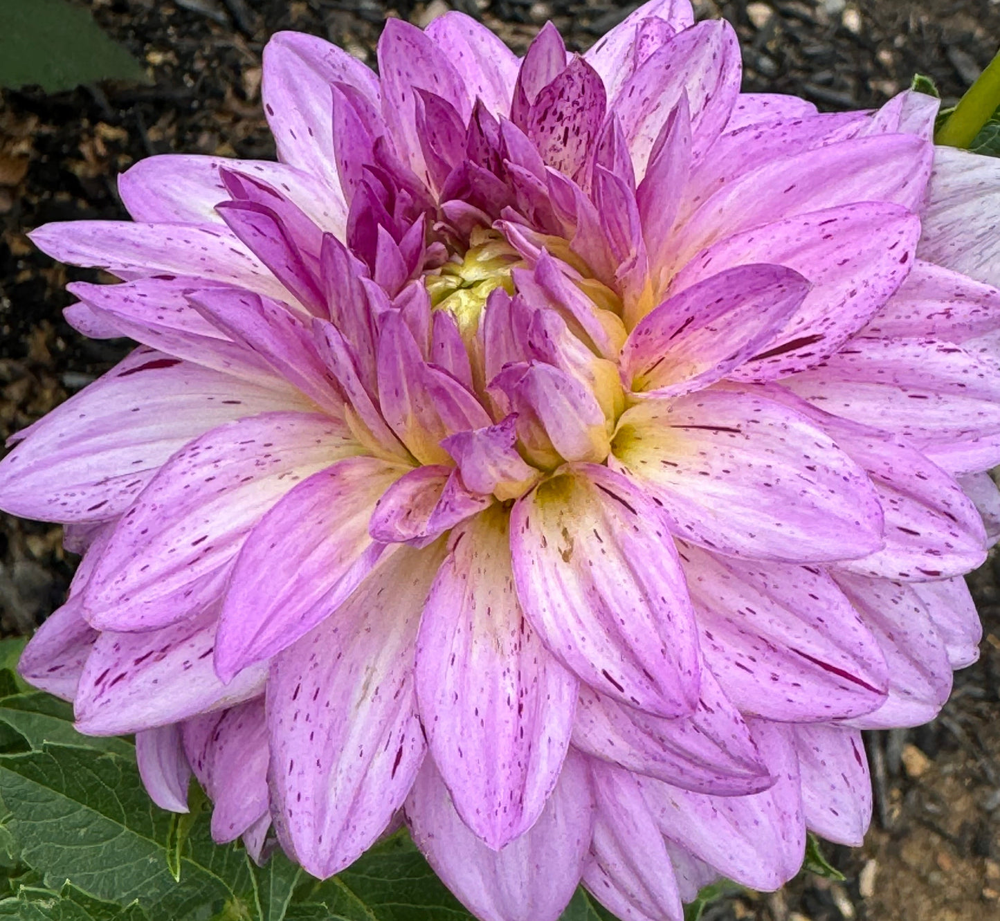 Betty’s Lavender Dahlia