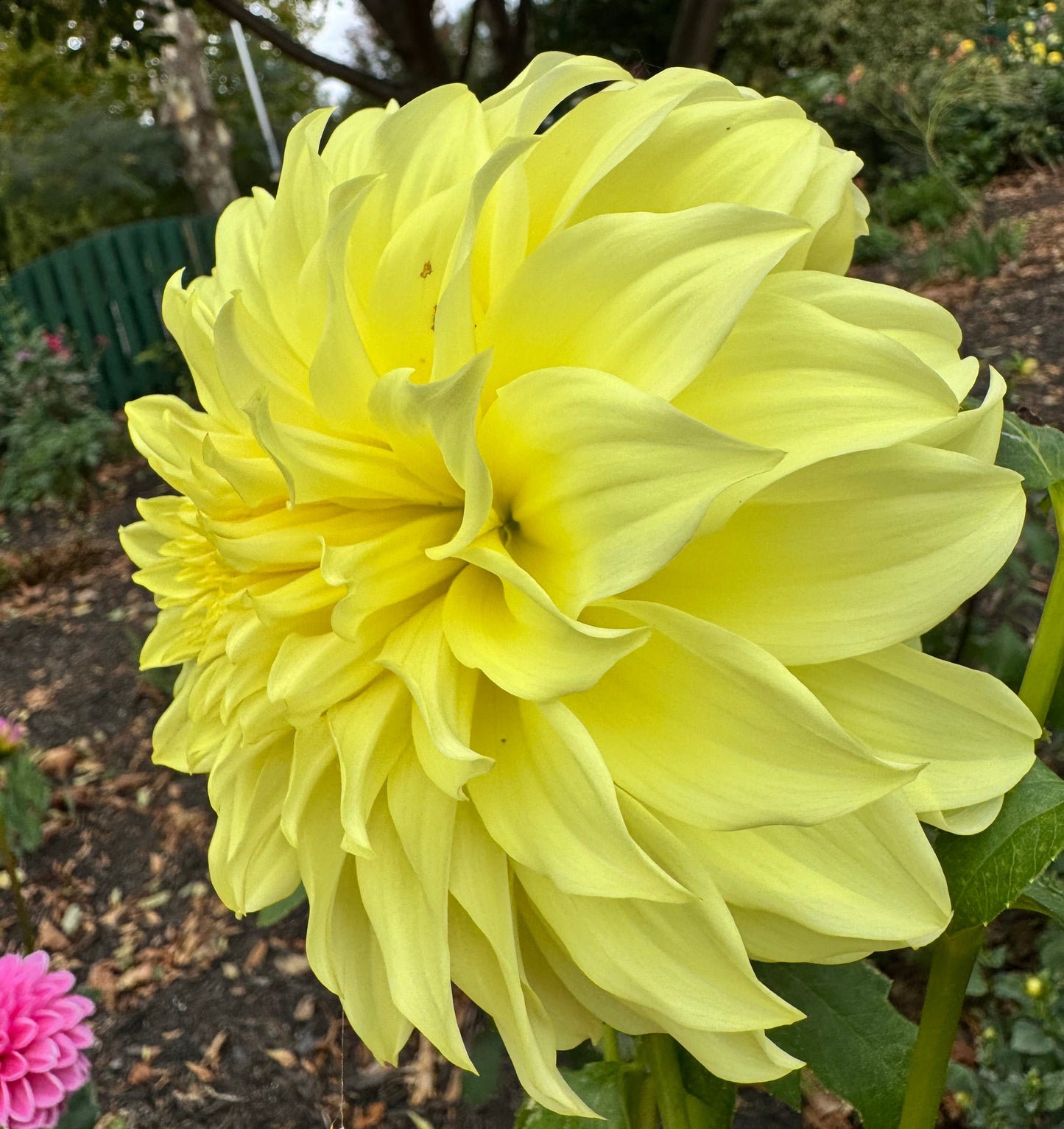 Edna C Dahlia
