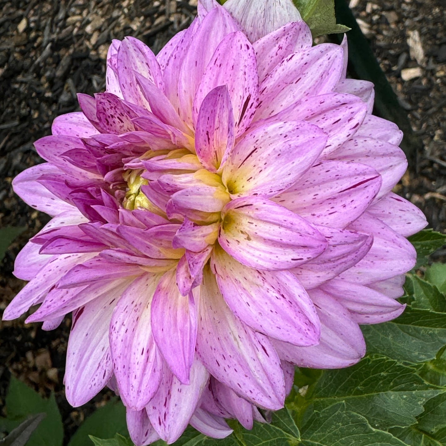 Betty’s Lavender Dahlia