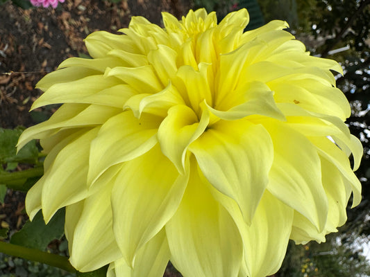 Edna C Dahlia