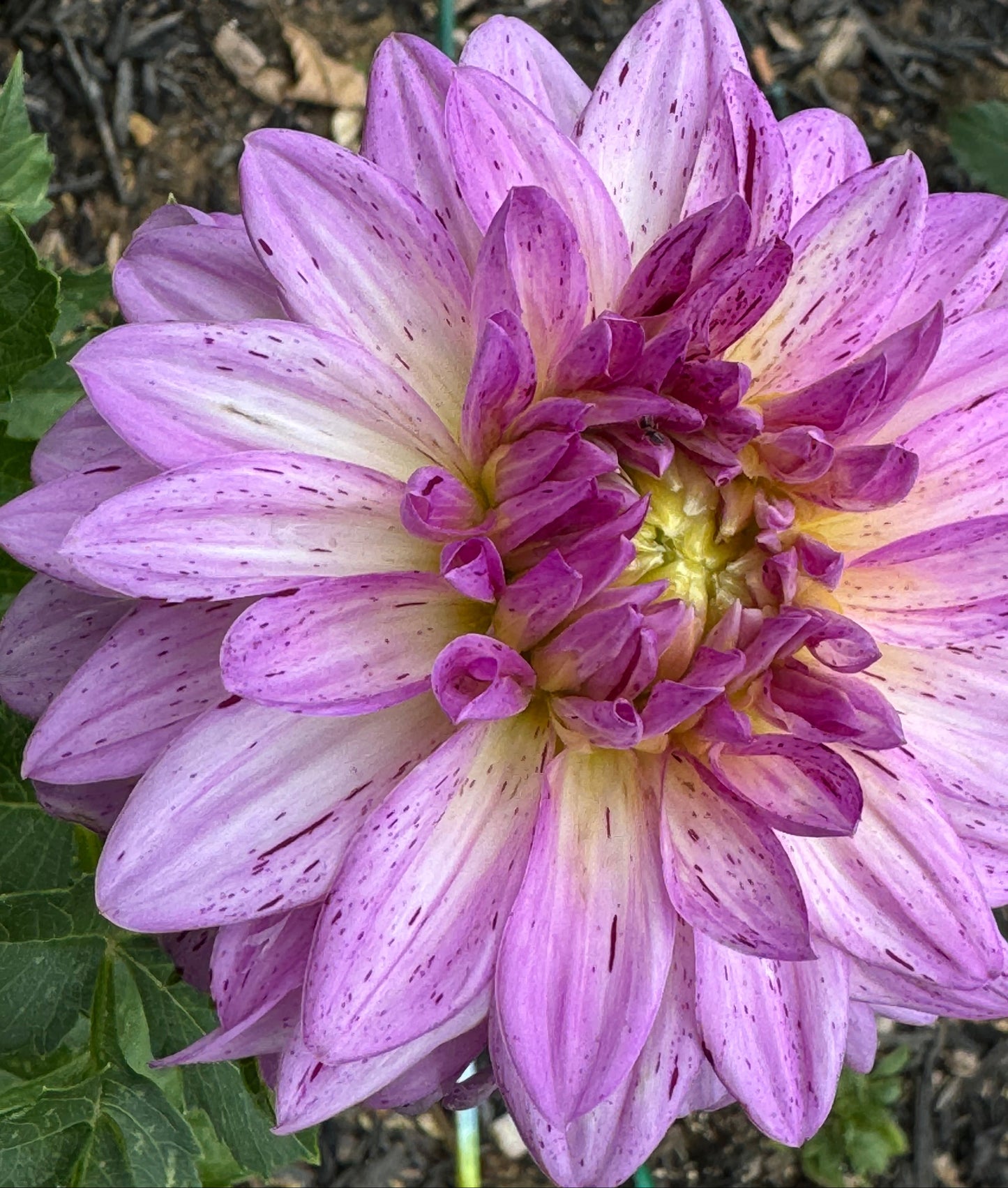 Betty’s Lavender Dahlia