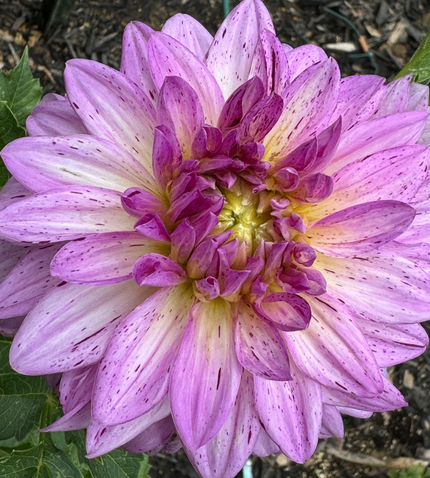 Betty’s Lavender Dahlia