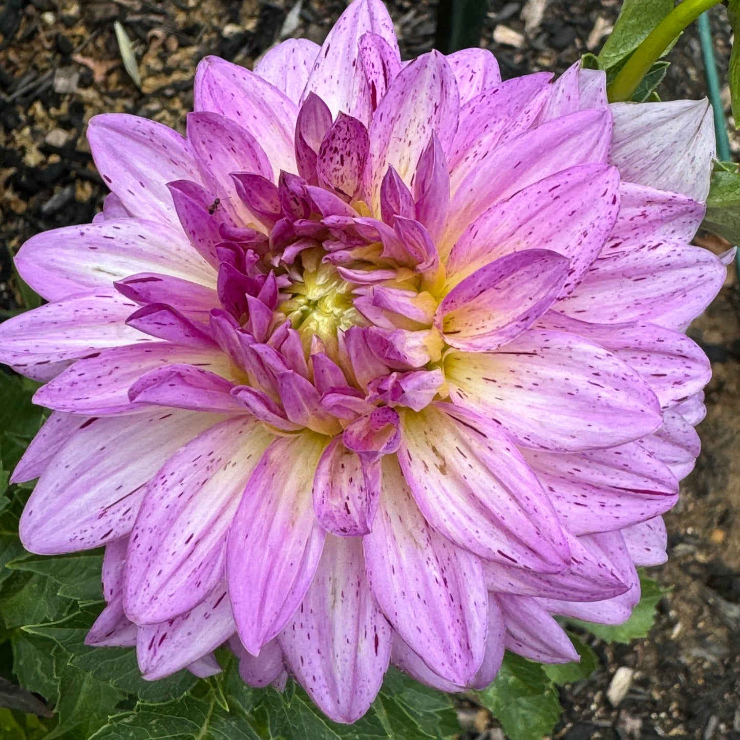 Betty’s Lavender Dahlia