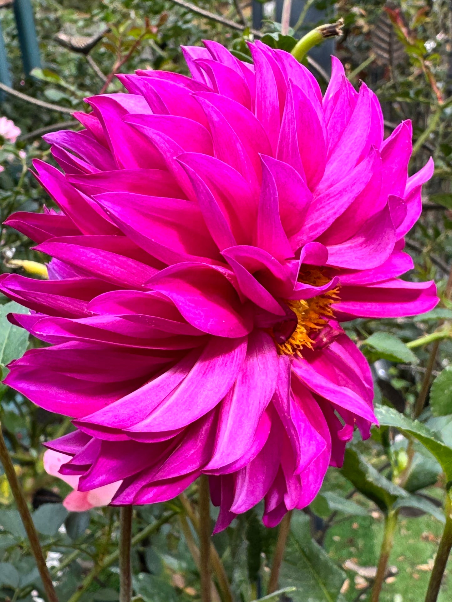 HollyHill Bill M Dahlia