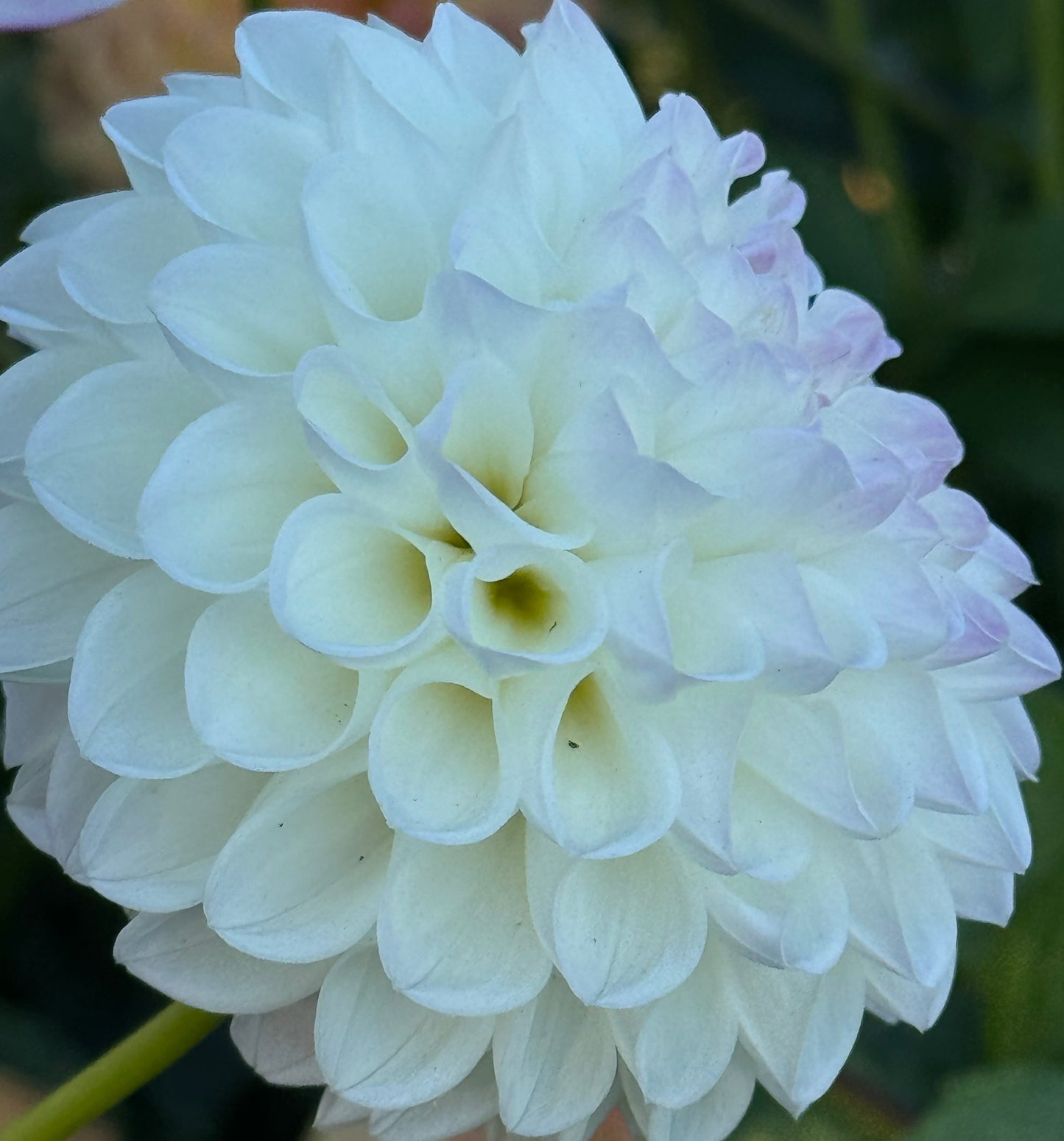 Robann Pristine Dahlia