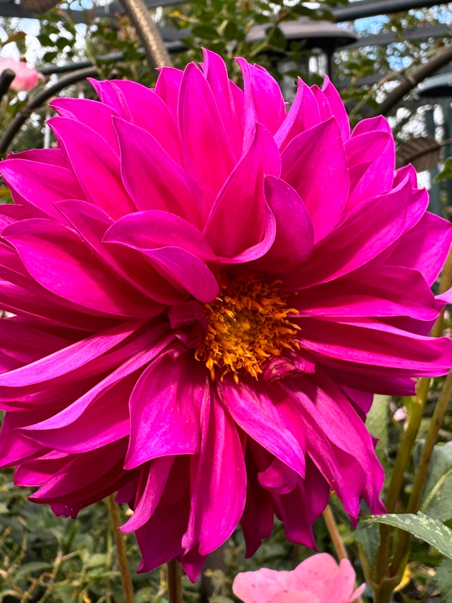 HollyHill Bill M Dahlia