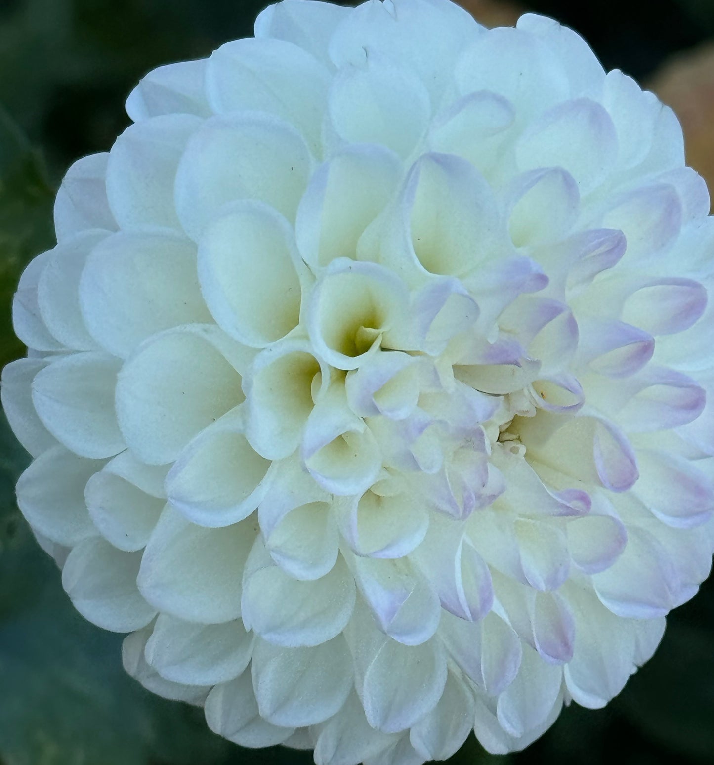 Robann Pristine Dahlia