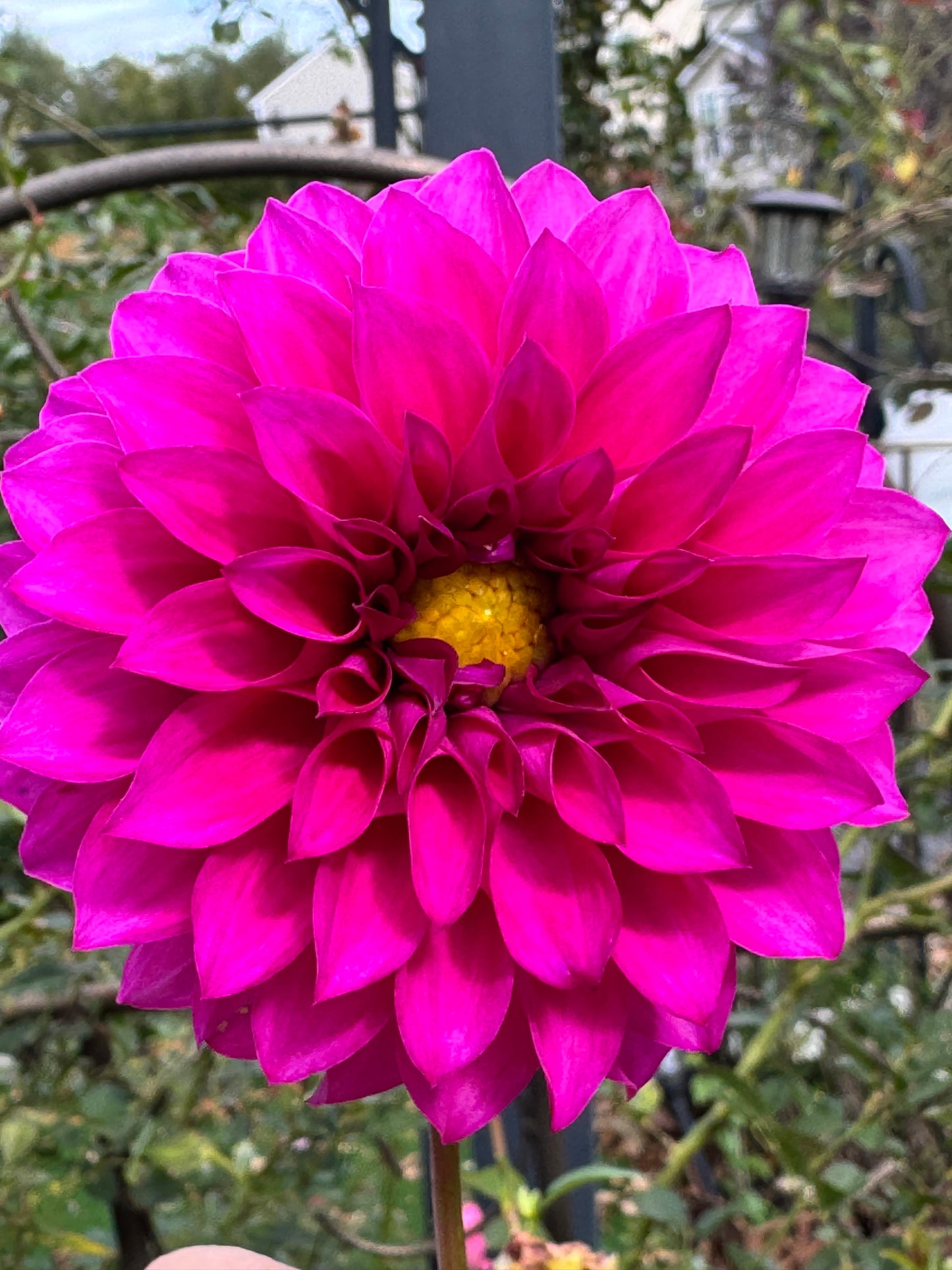 HollyHill Bill M Dahlia