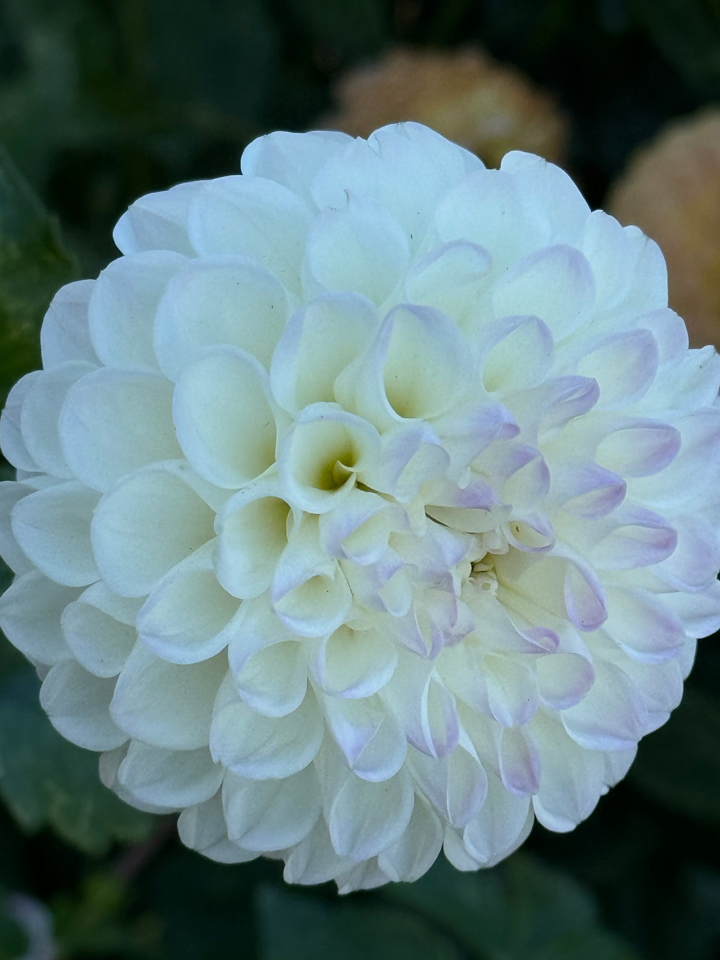 Robann Pristine Dahlia