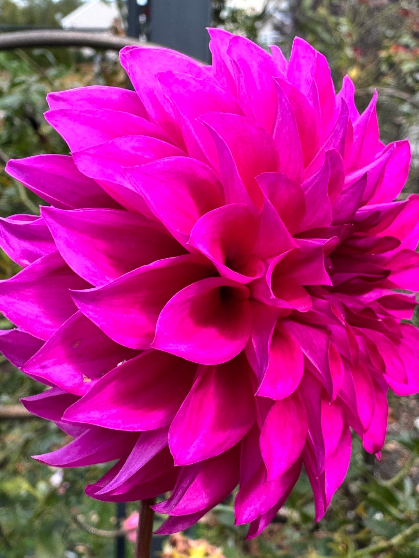 HollyHill Bill M Dahlia