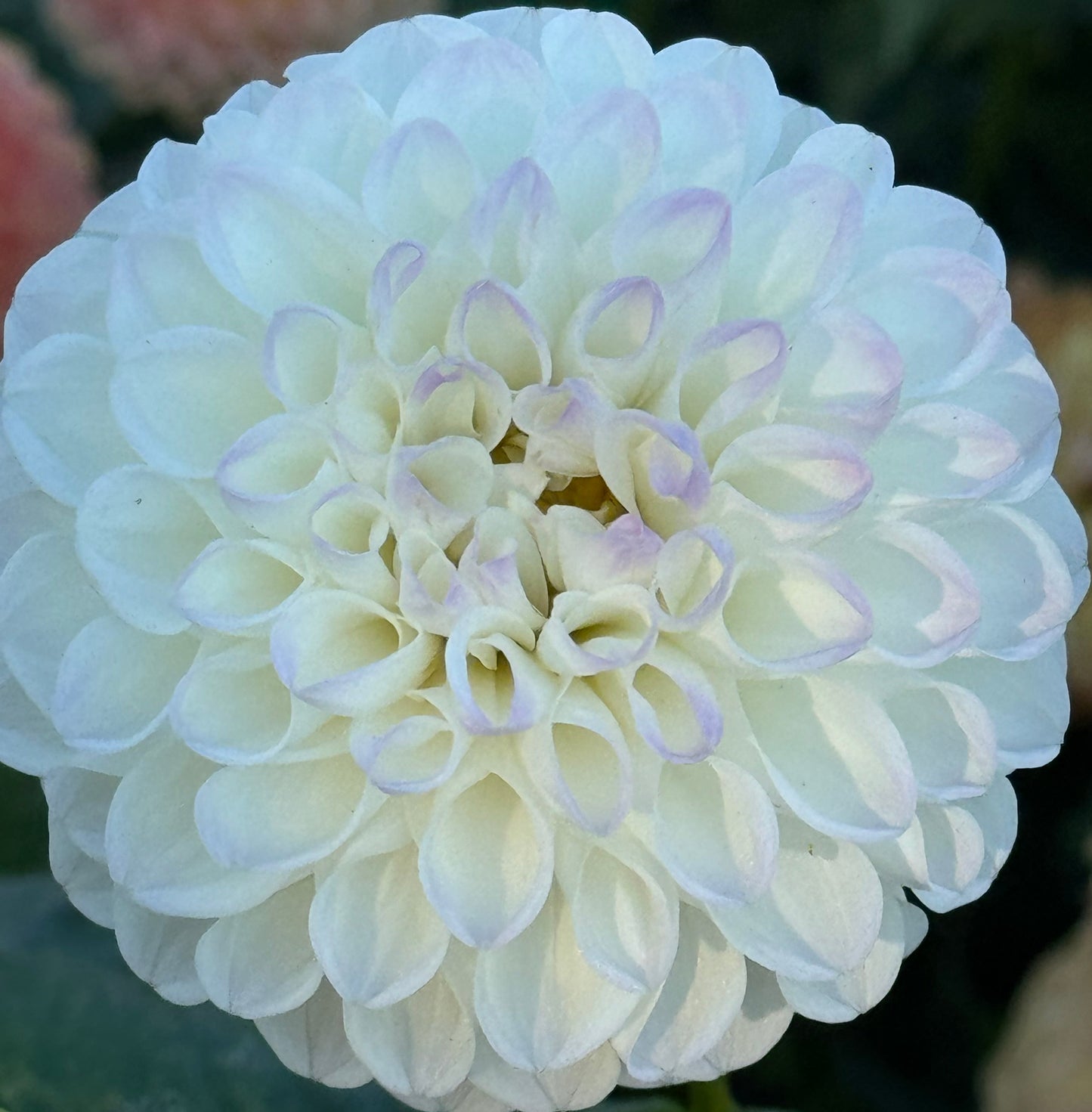 Robann Pristine Dahlia