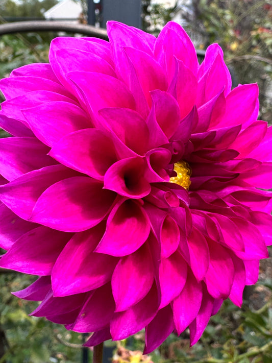 HollyHill Bill M Dahlia
