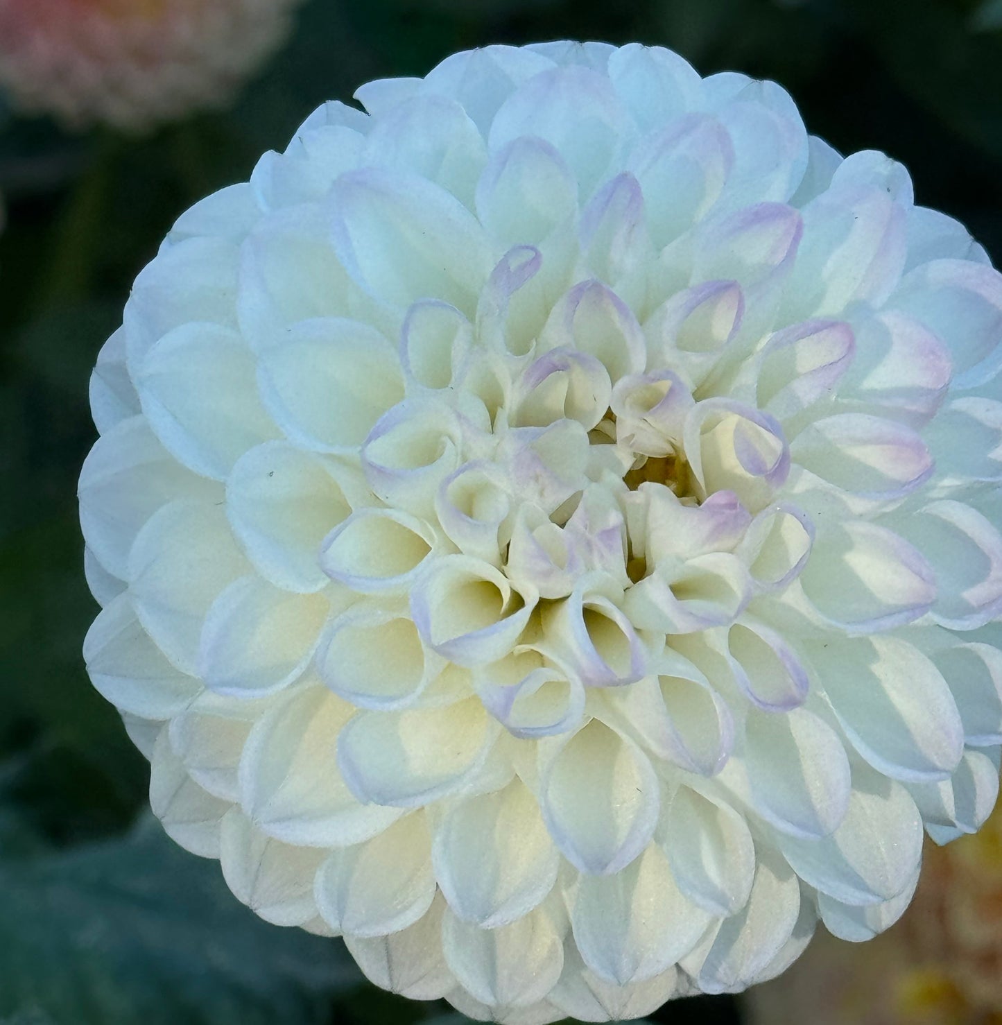 Midnight Moon Dahlia