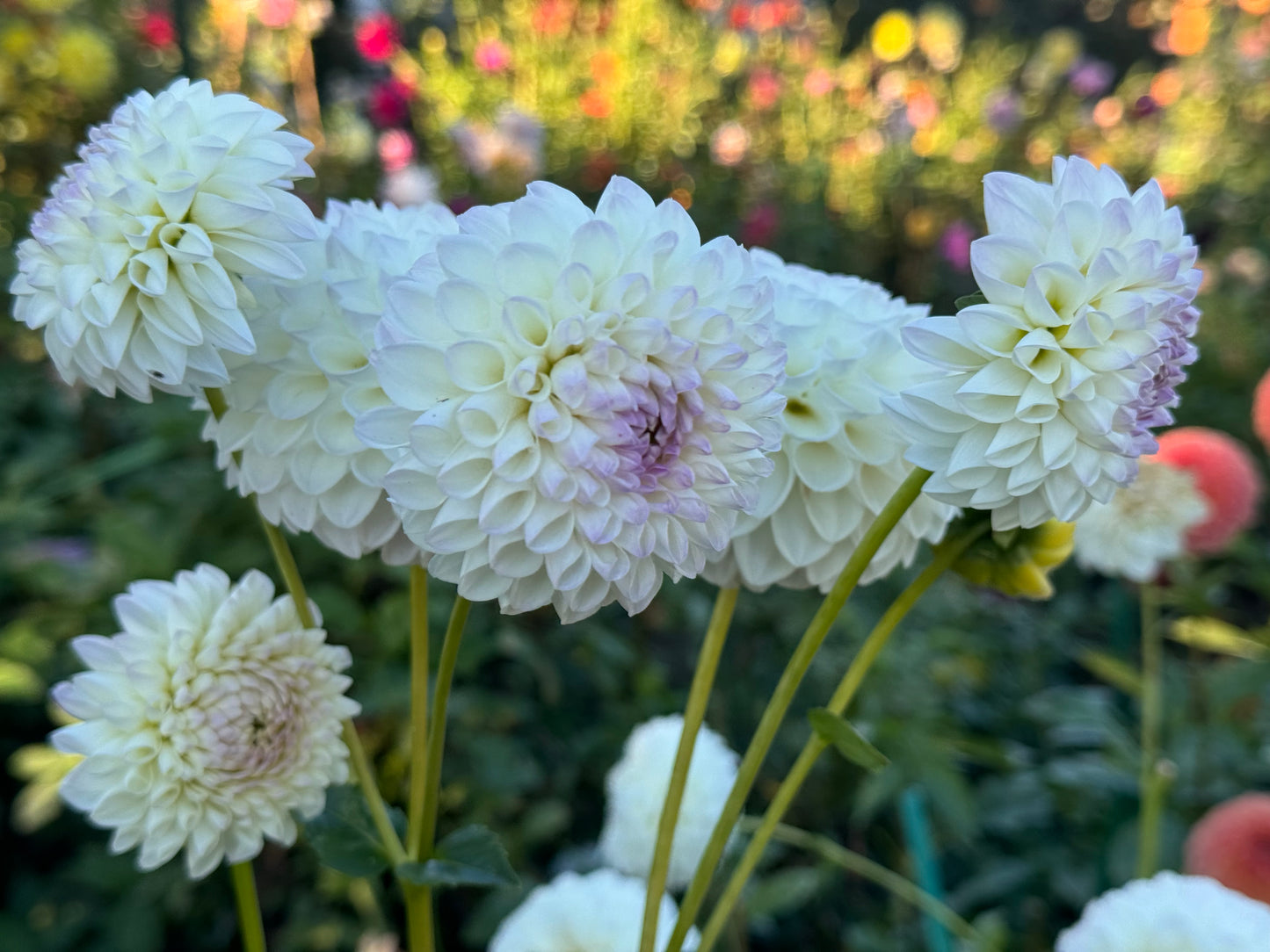 Robann Pristine Dahlia