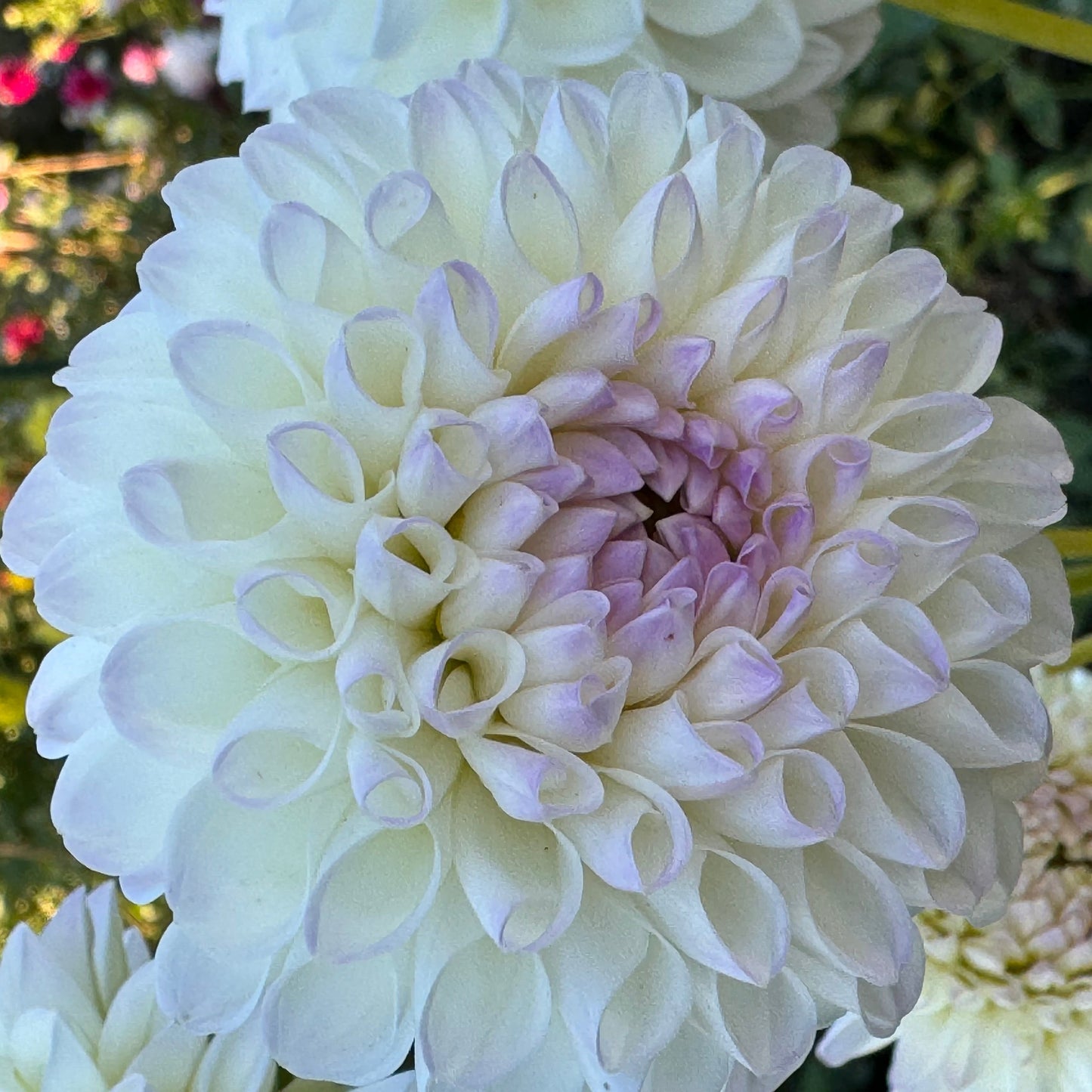 Bistro Dahlia