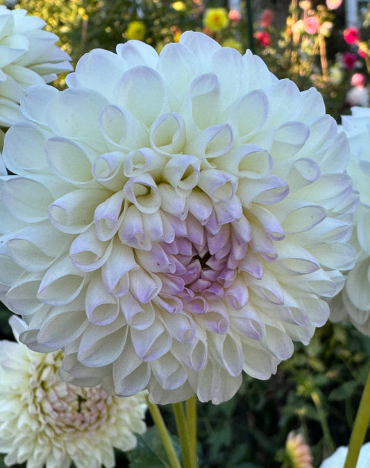 Robann Pristine Dahlia