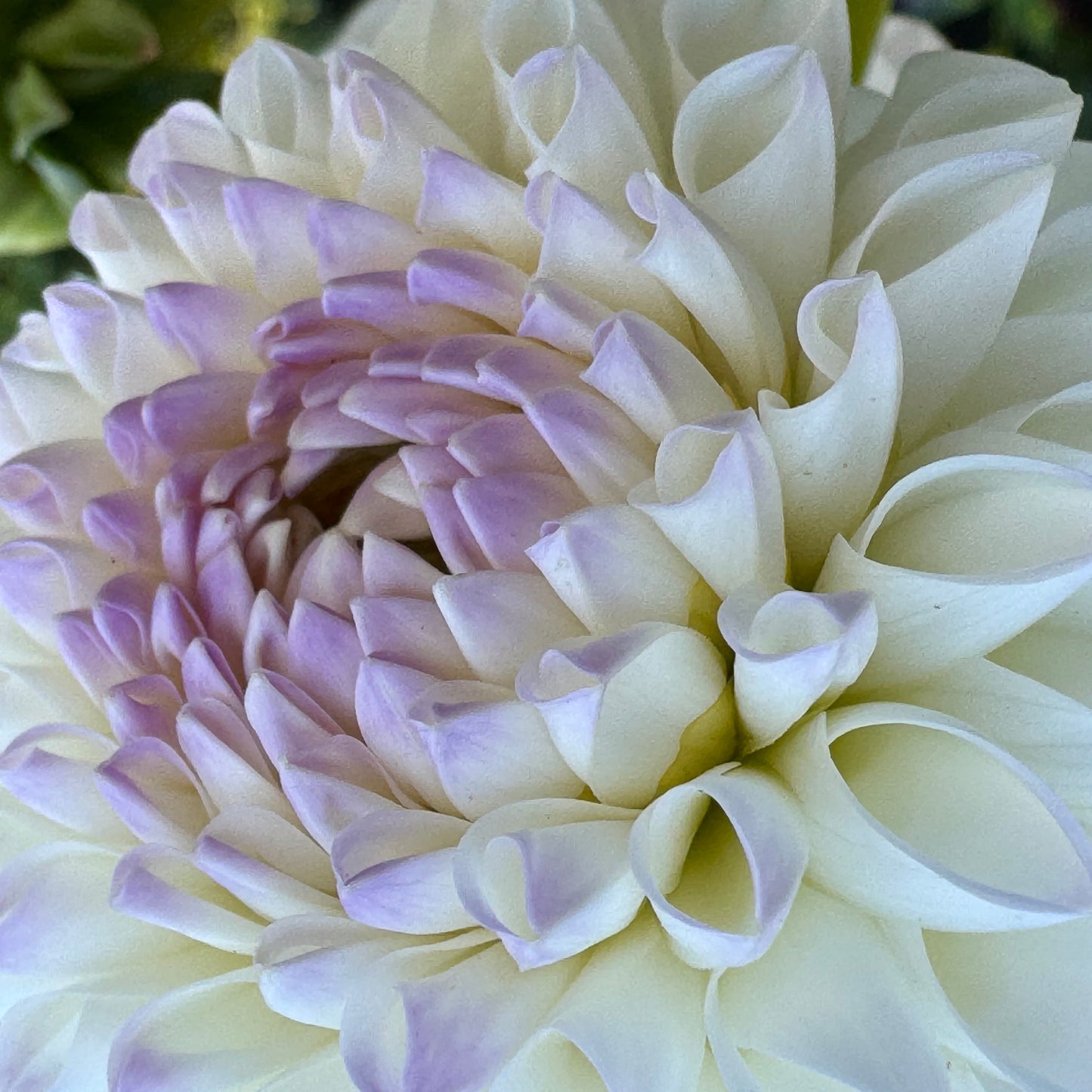 Bistro Dahlia