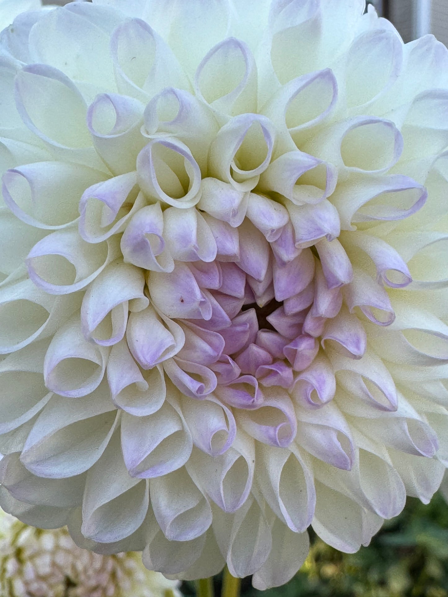 Midnight Moon Dahlia