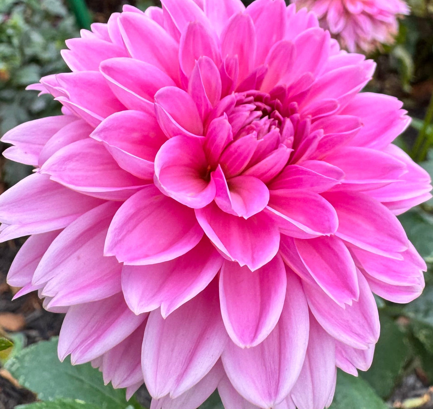 Bloomquist Glitter Dahlia