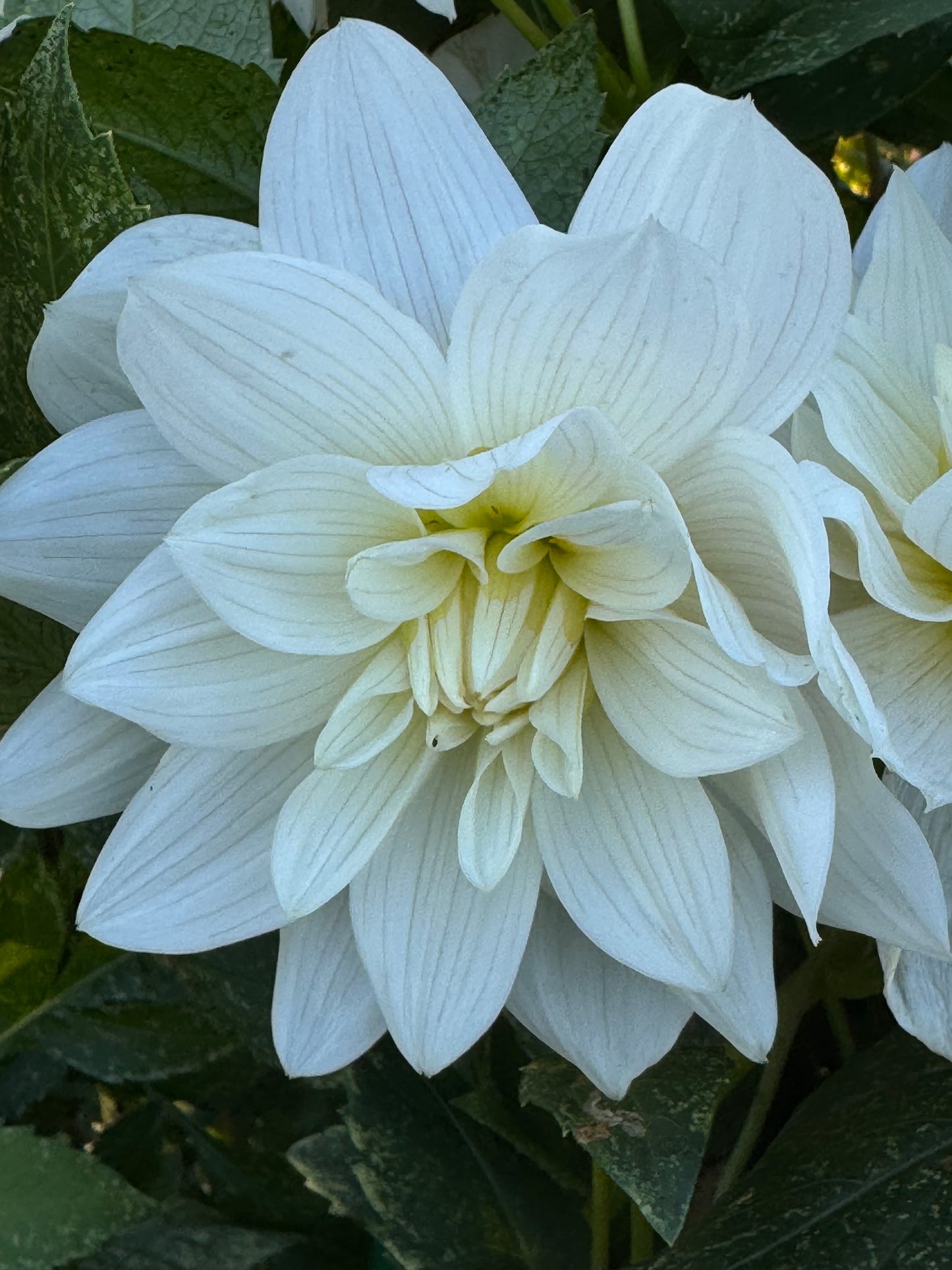 I Do Dahlia