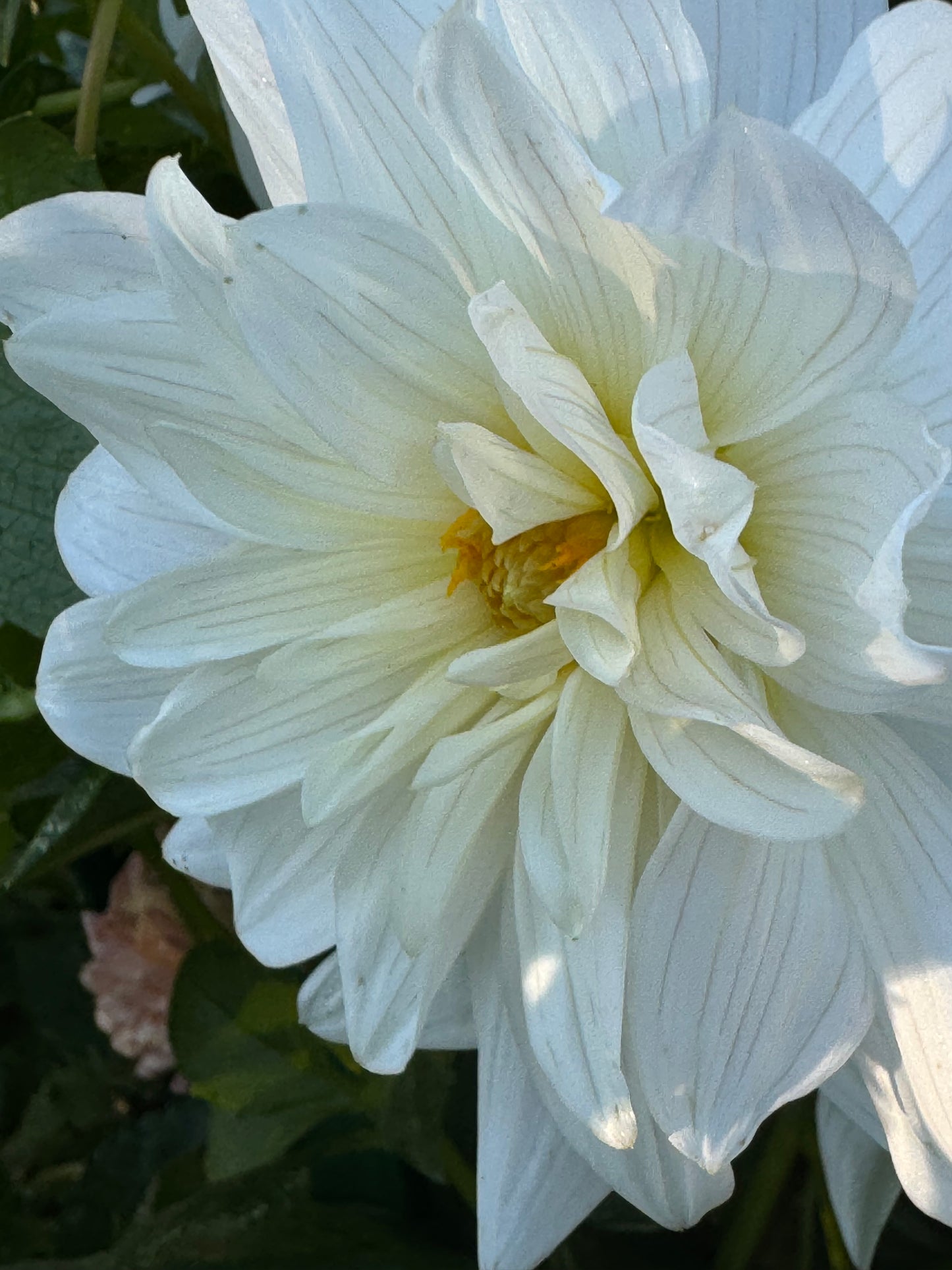 I Do Dahlia