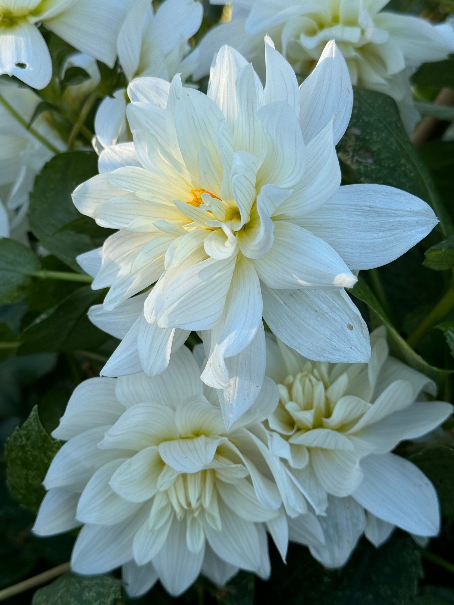 I Do Dahlia