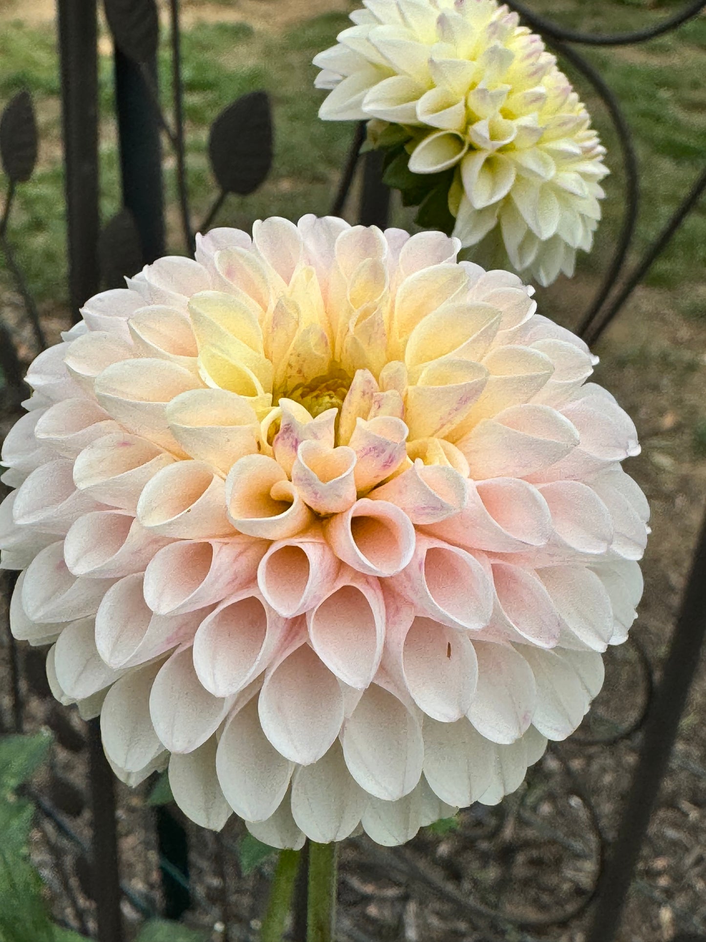 Sweet Nathalie Dahlia