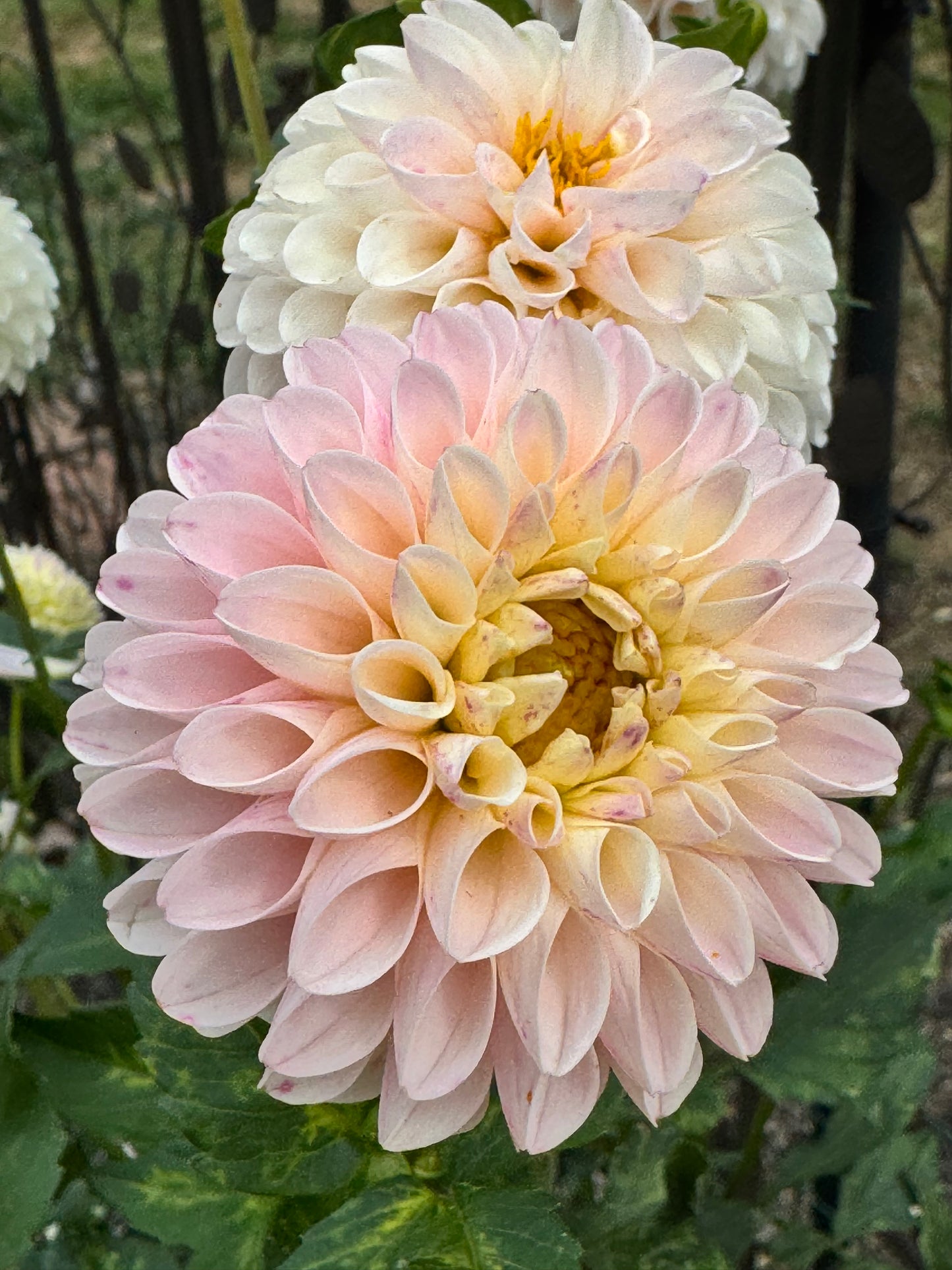 Sweet Nathalie Dahlia