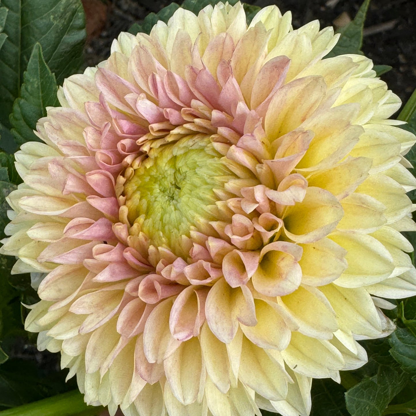 Darcy Dahlia