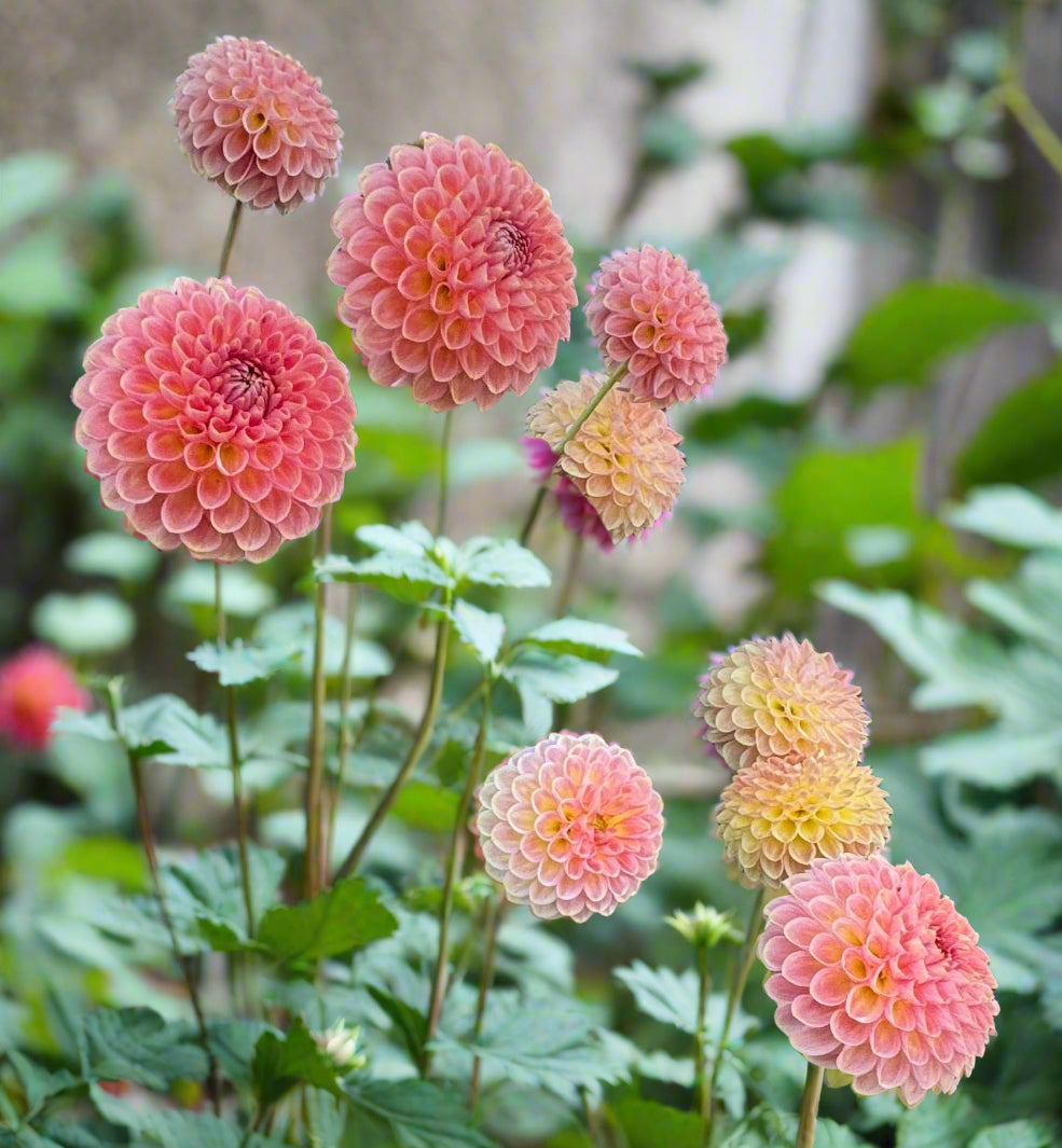 20th Avenue Softer Peach Dahlia